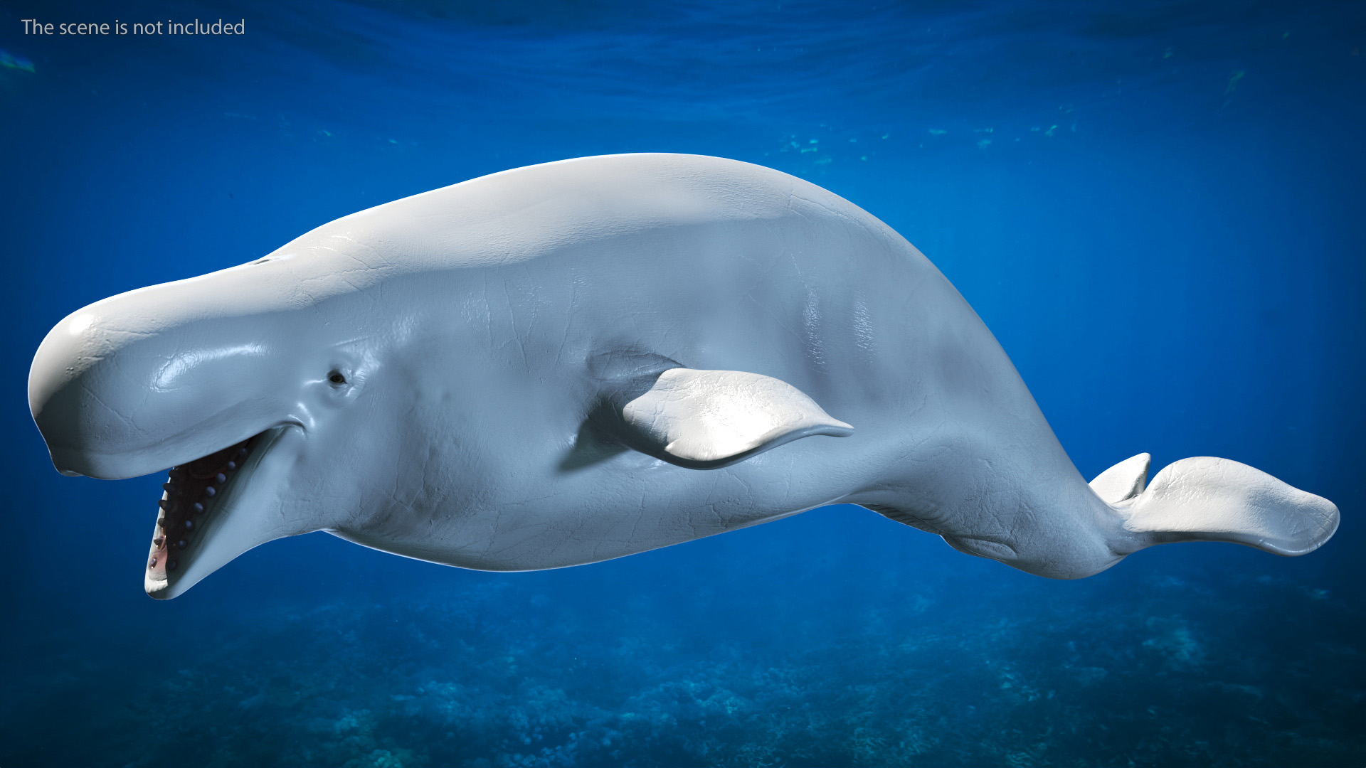 3D Beluga Whale Adult model