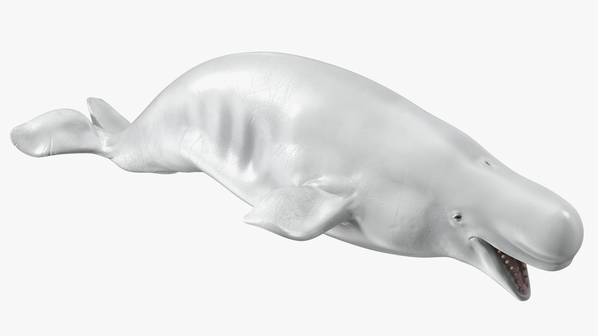 3D Beluga Whale Adult model