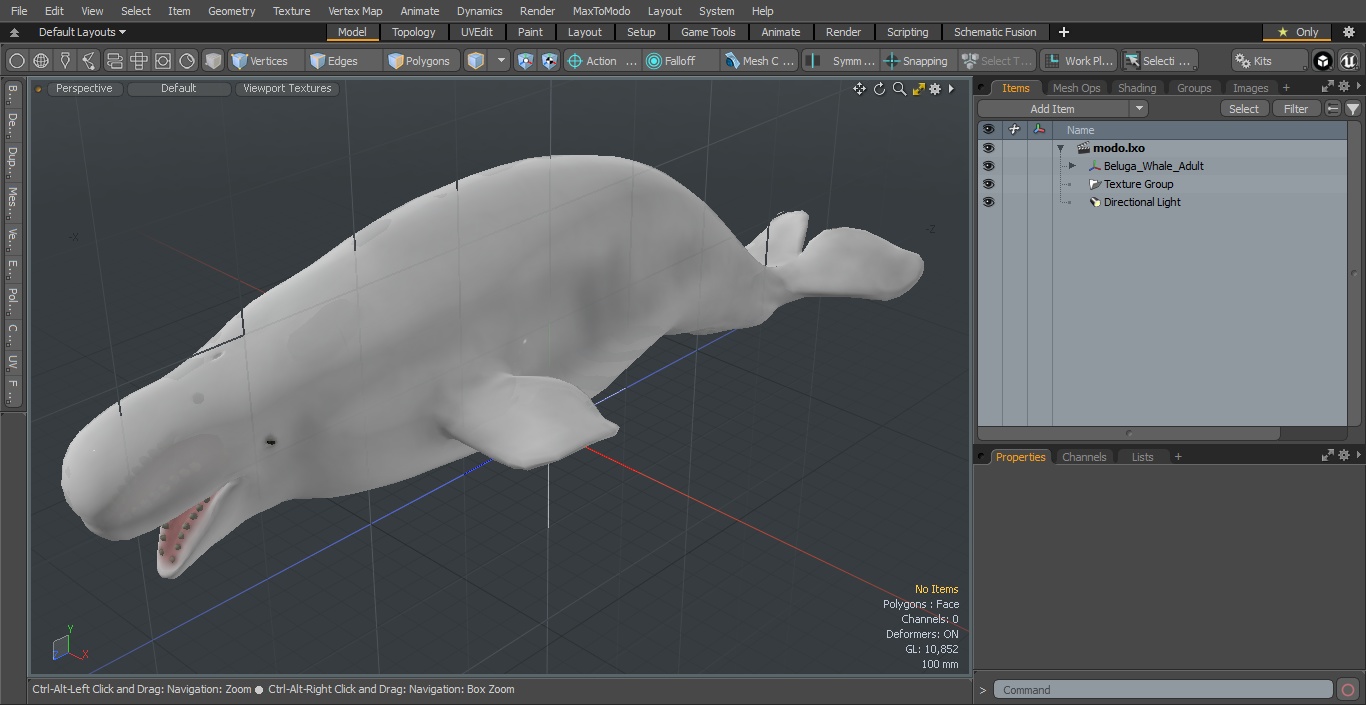 3D Beluga Whale Adult model