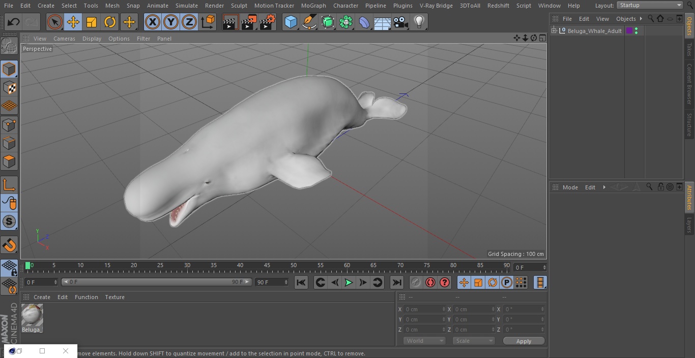 3D Beluga Whale Adult model