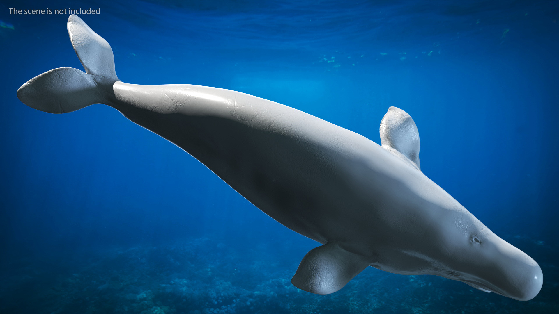 3D Beluga Whale Adult model