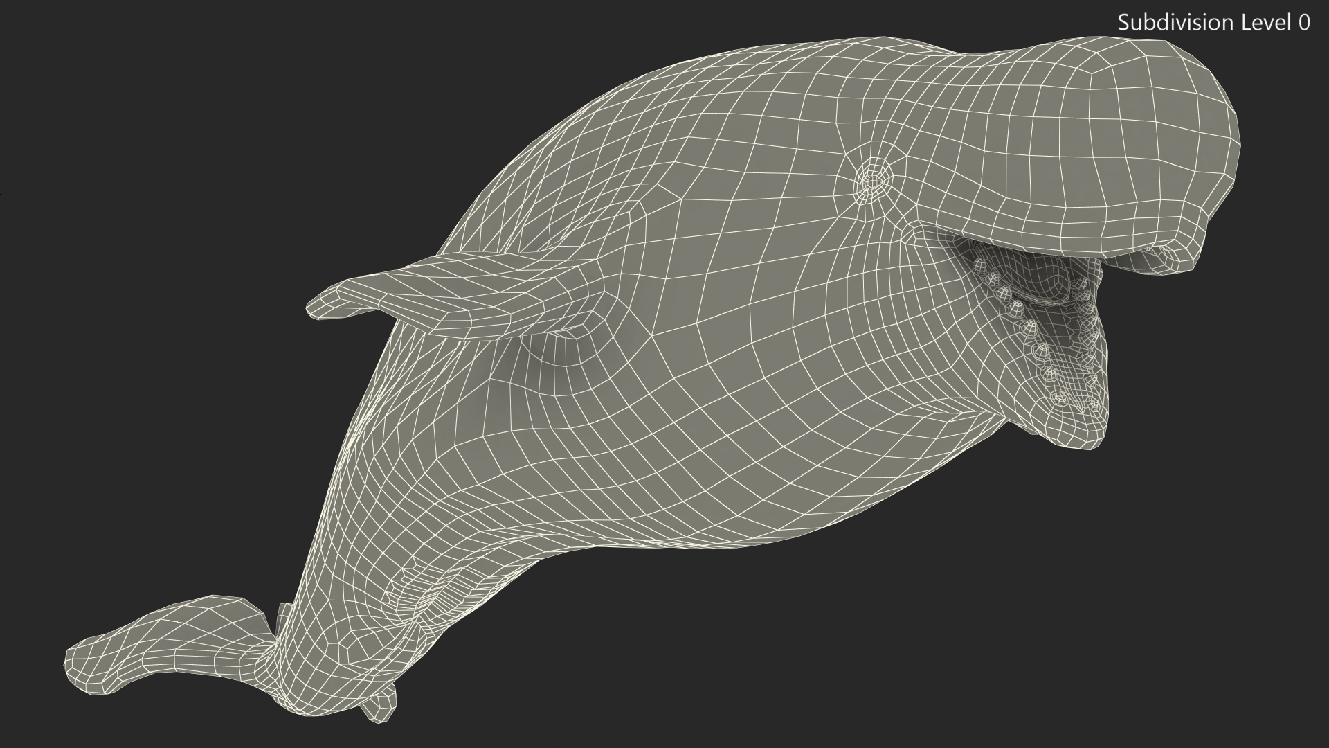 3D Beluga Whale Adult model