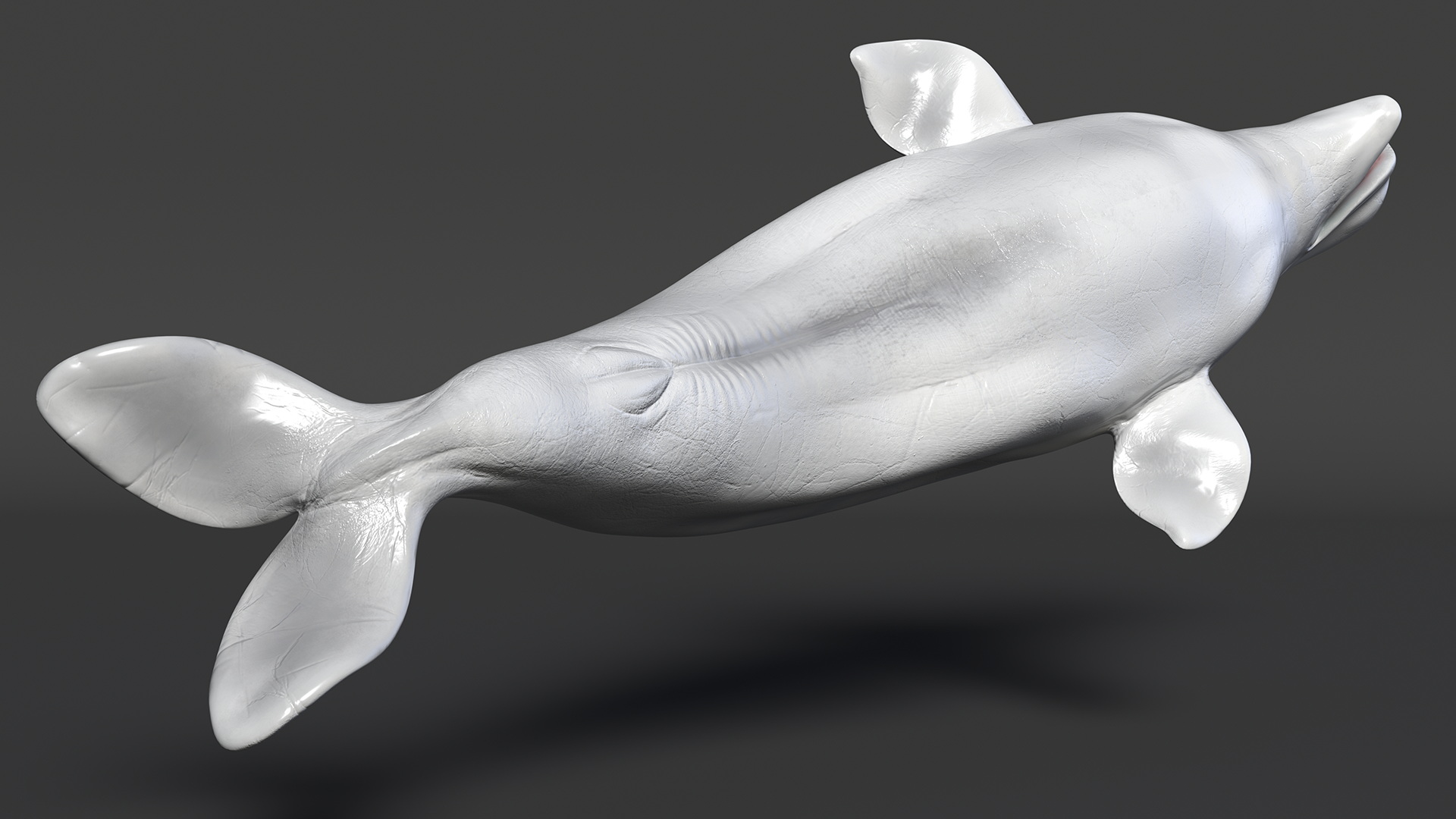 3D Beluga Whale Adult model