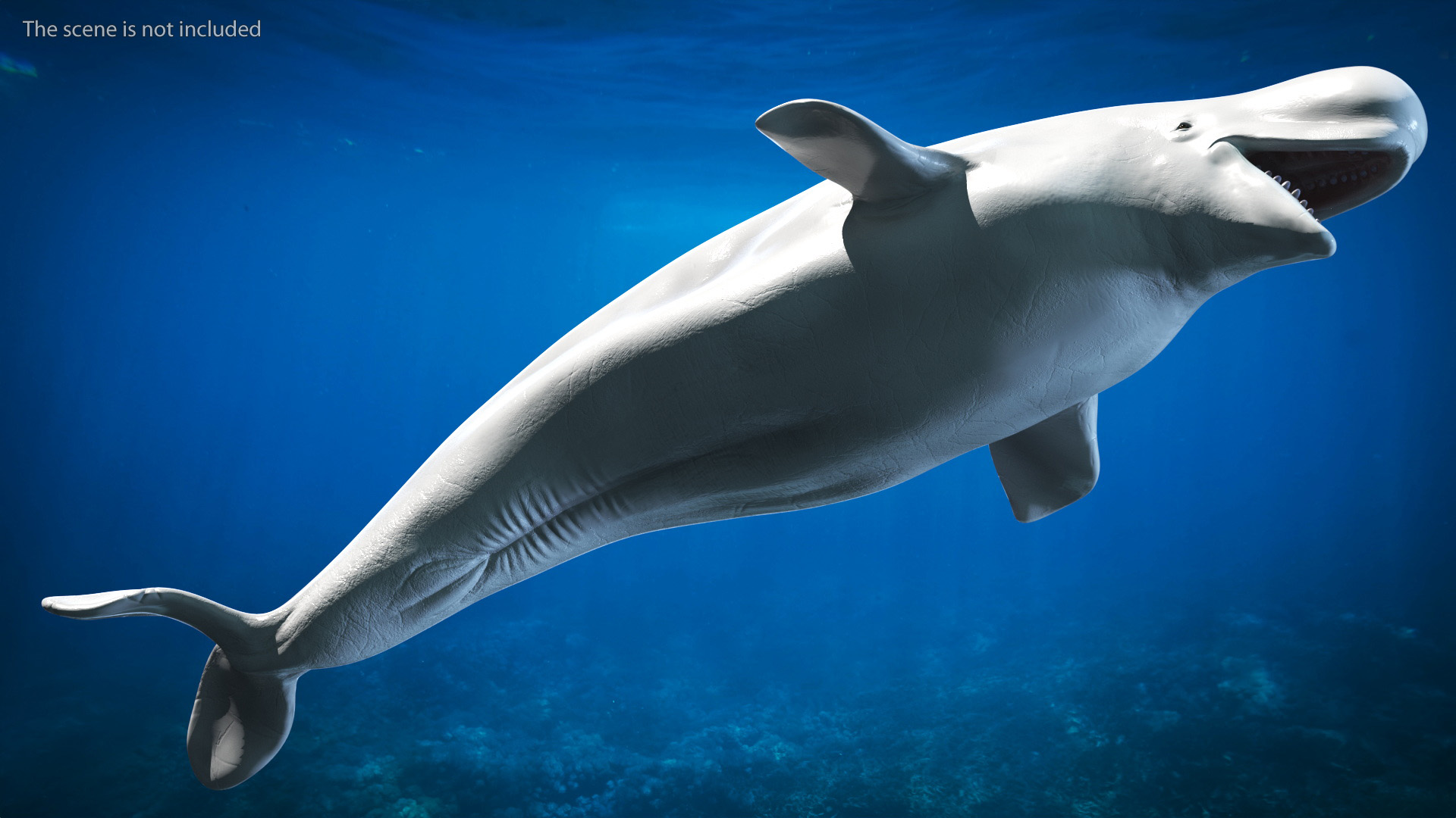 3D Beluga Whale Adult model