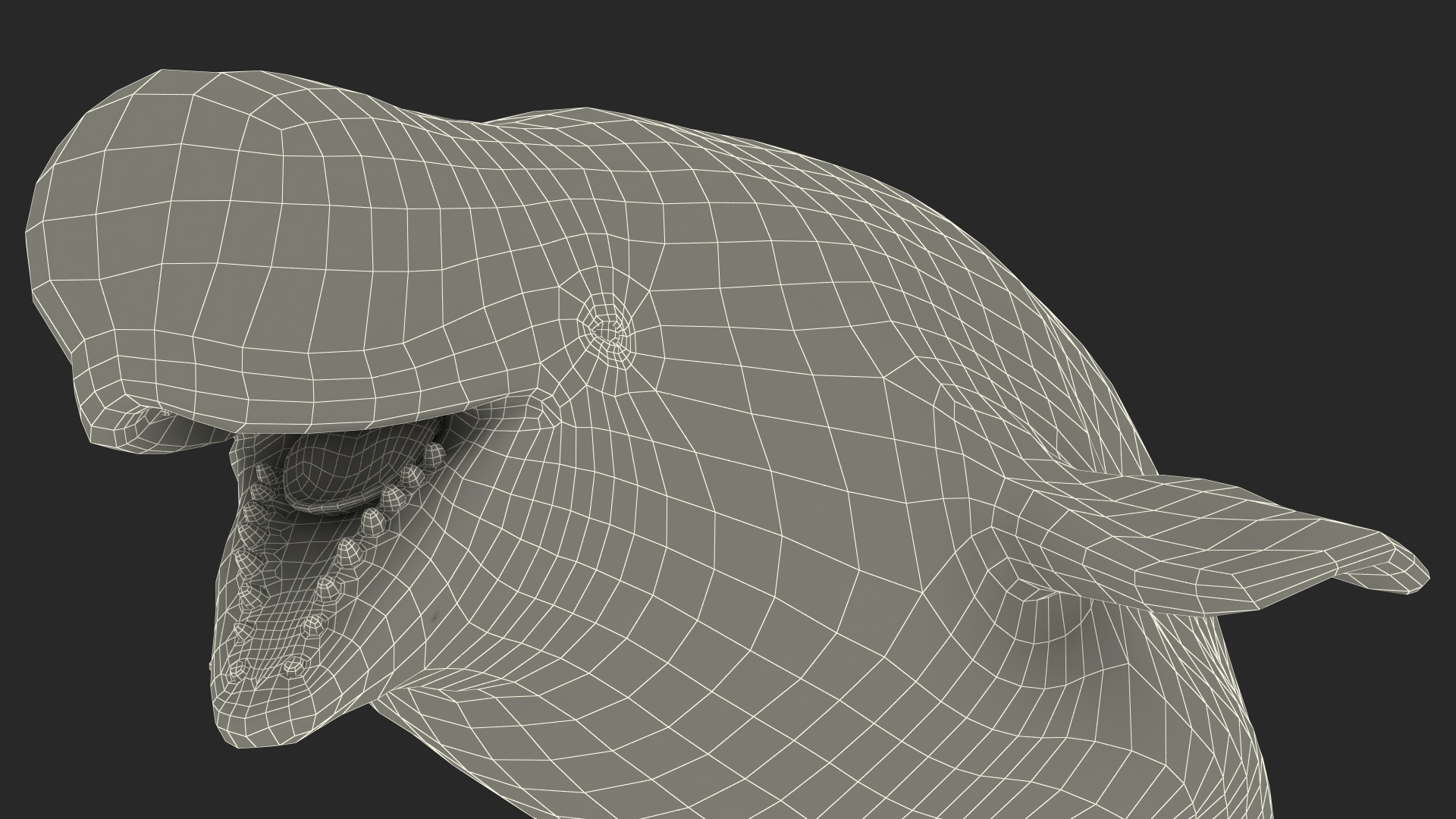 3D Beluga Whale Adult model