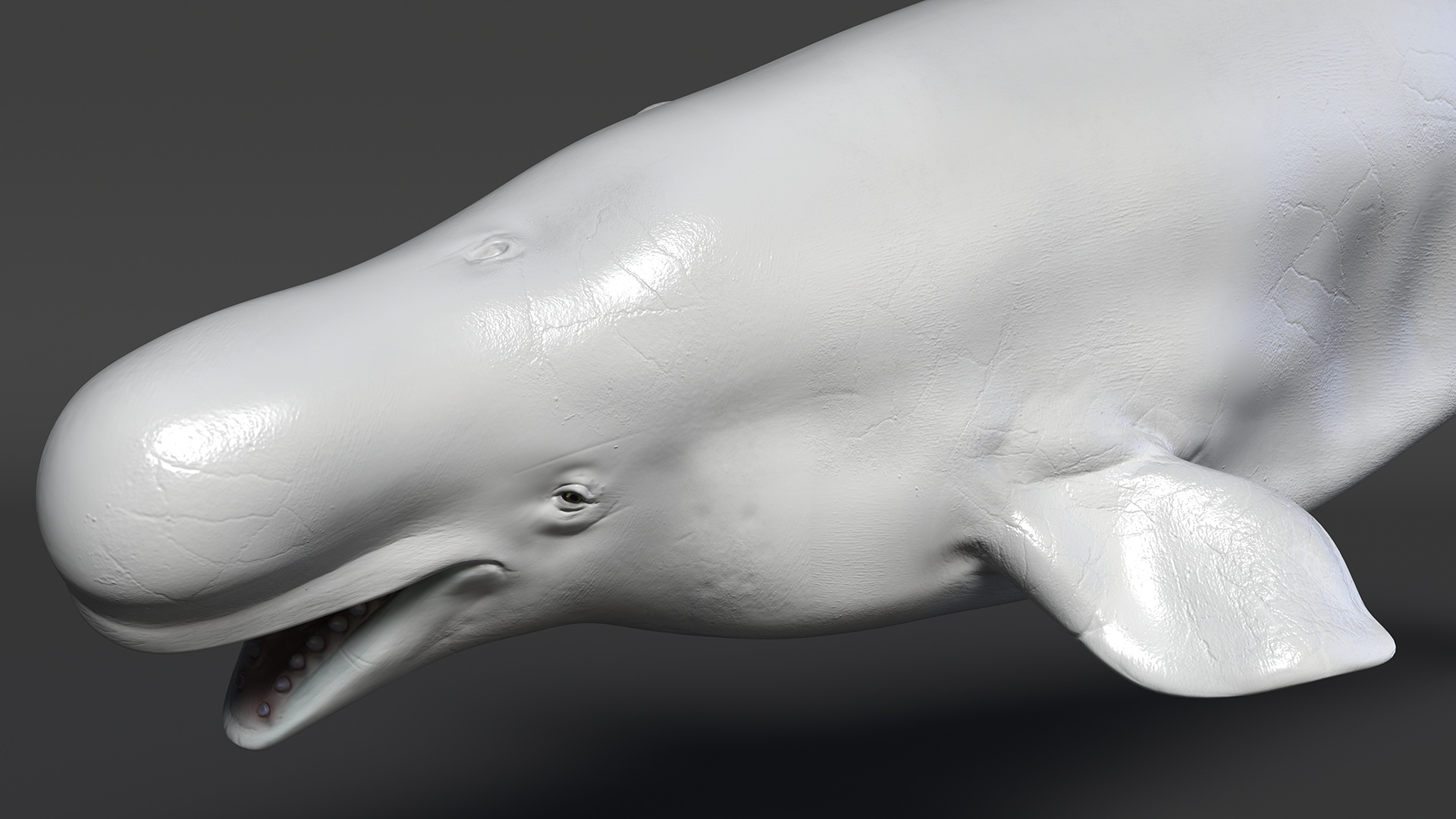 3D Beluga Whale Adult model