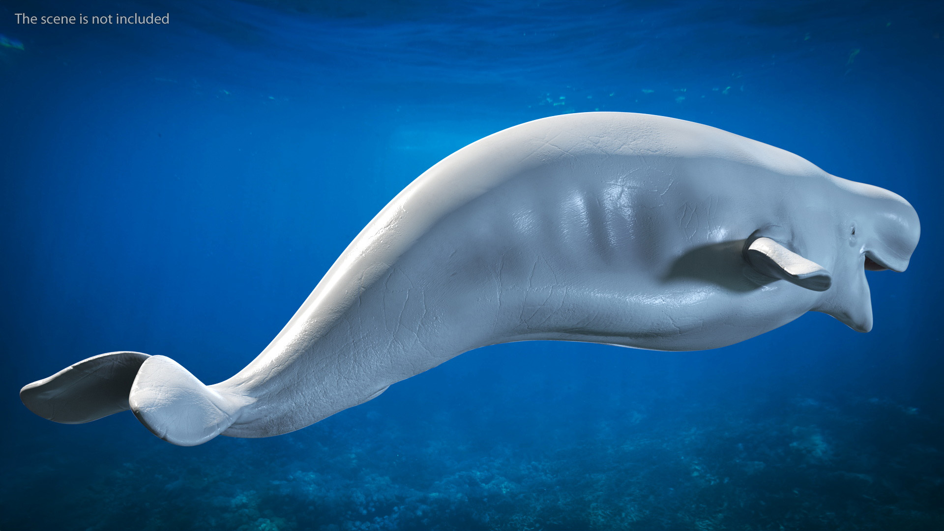 3D Beluga Whale Adult model