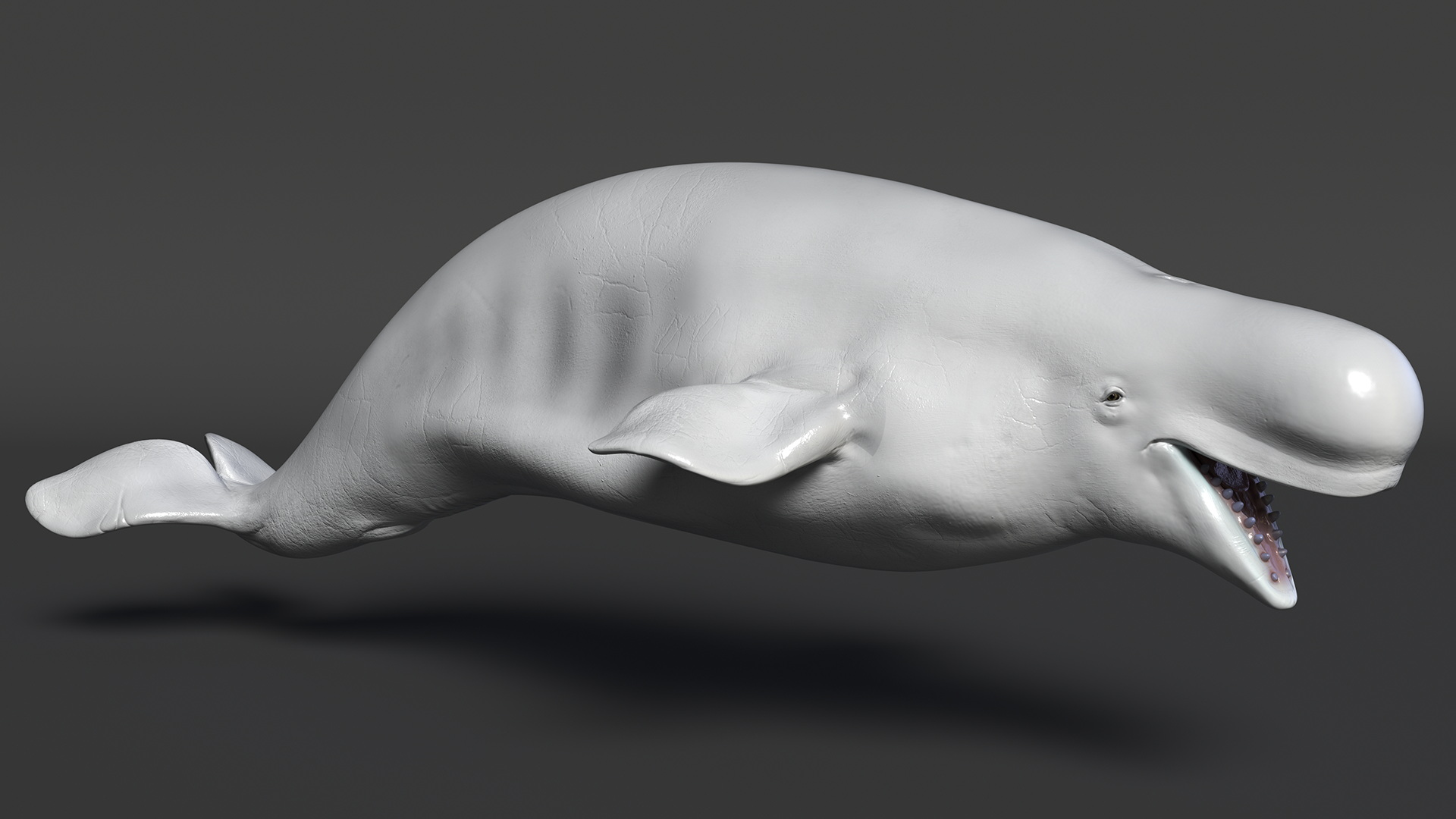 3D Beluga Whale Adult model