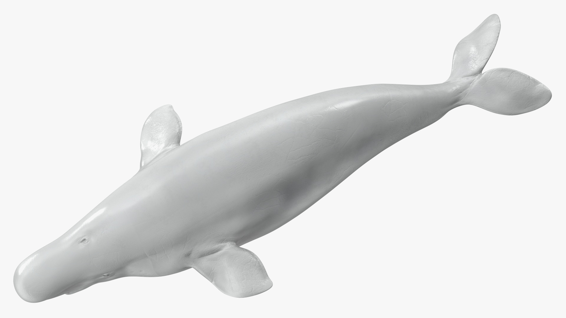 3D Beluga Whale Adult model