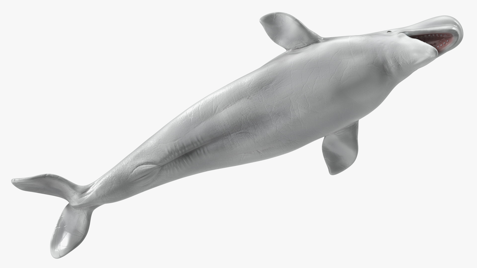 3D Beluga Whale Adult model