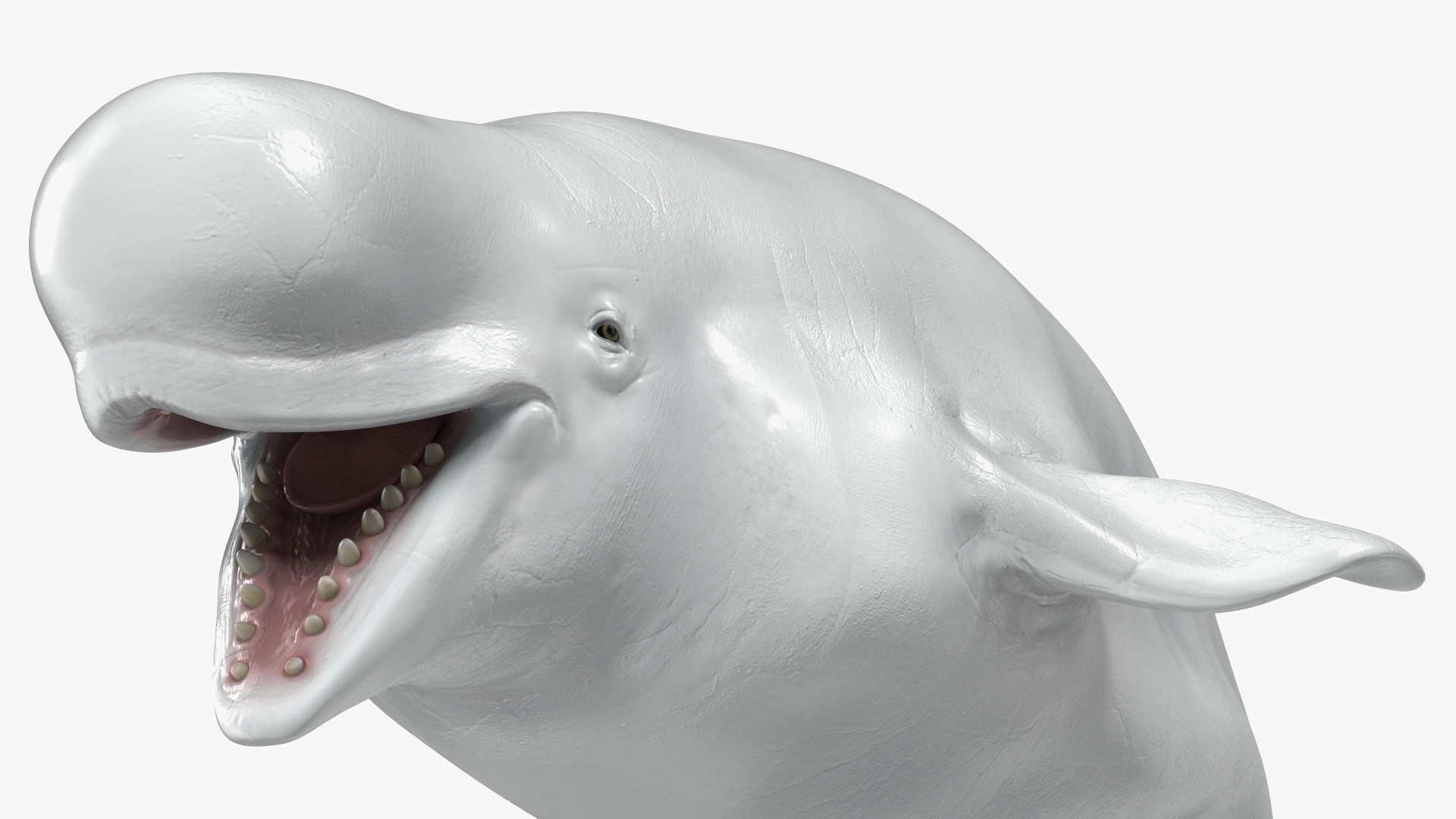 3D Beluga Whale Adult model