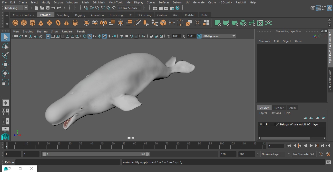 3D Beluga Whale Adult model