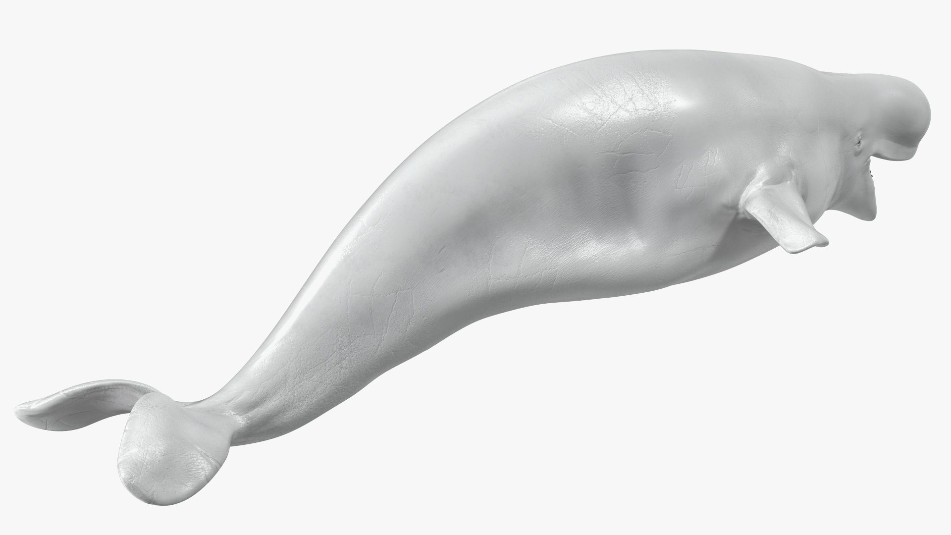 3D Beluga Whale Adult model