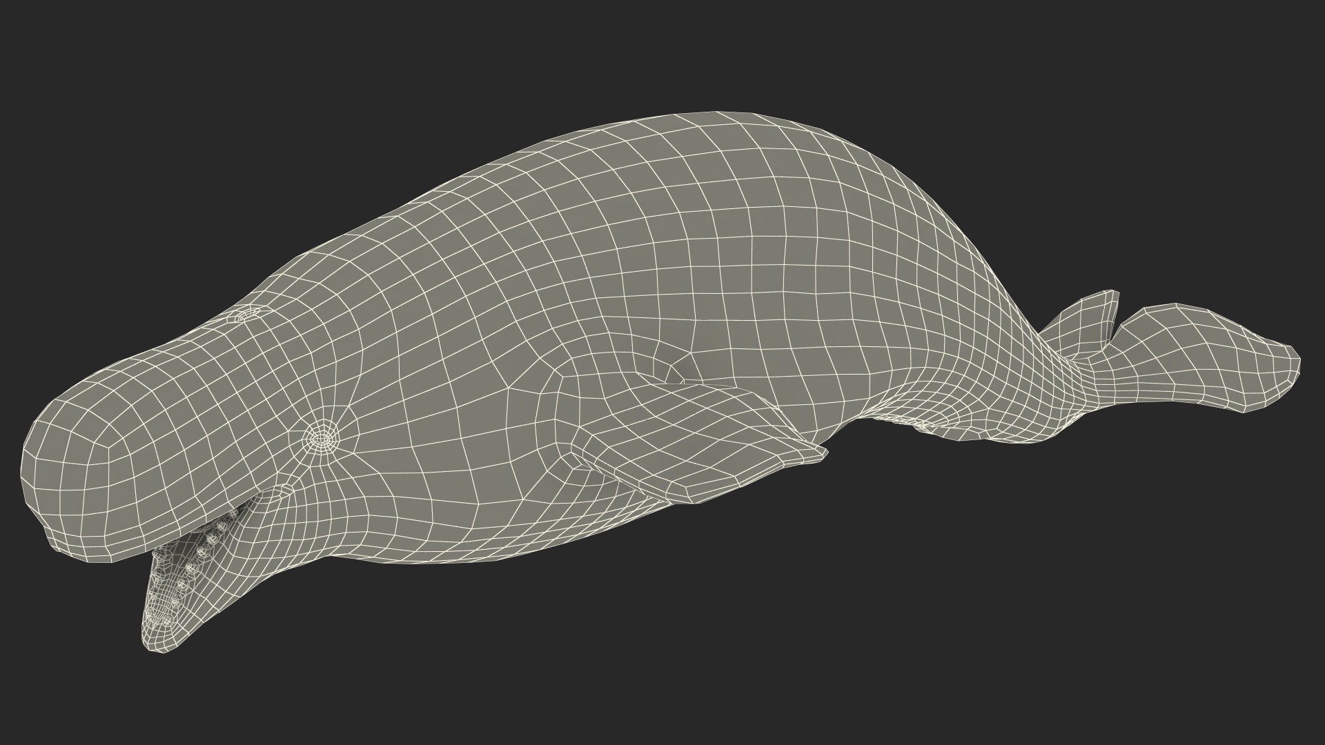 3D Beluga Whale Adult model