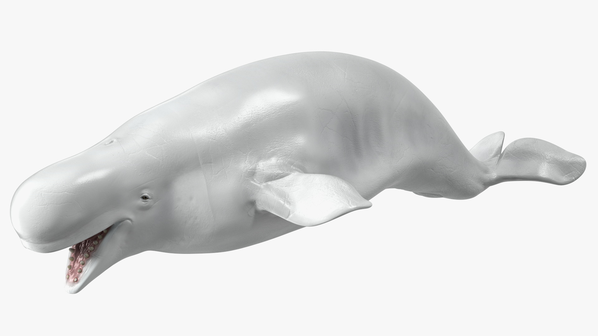 3D Beluga Whale Adult model