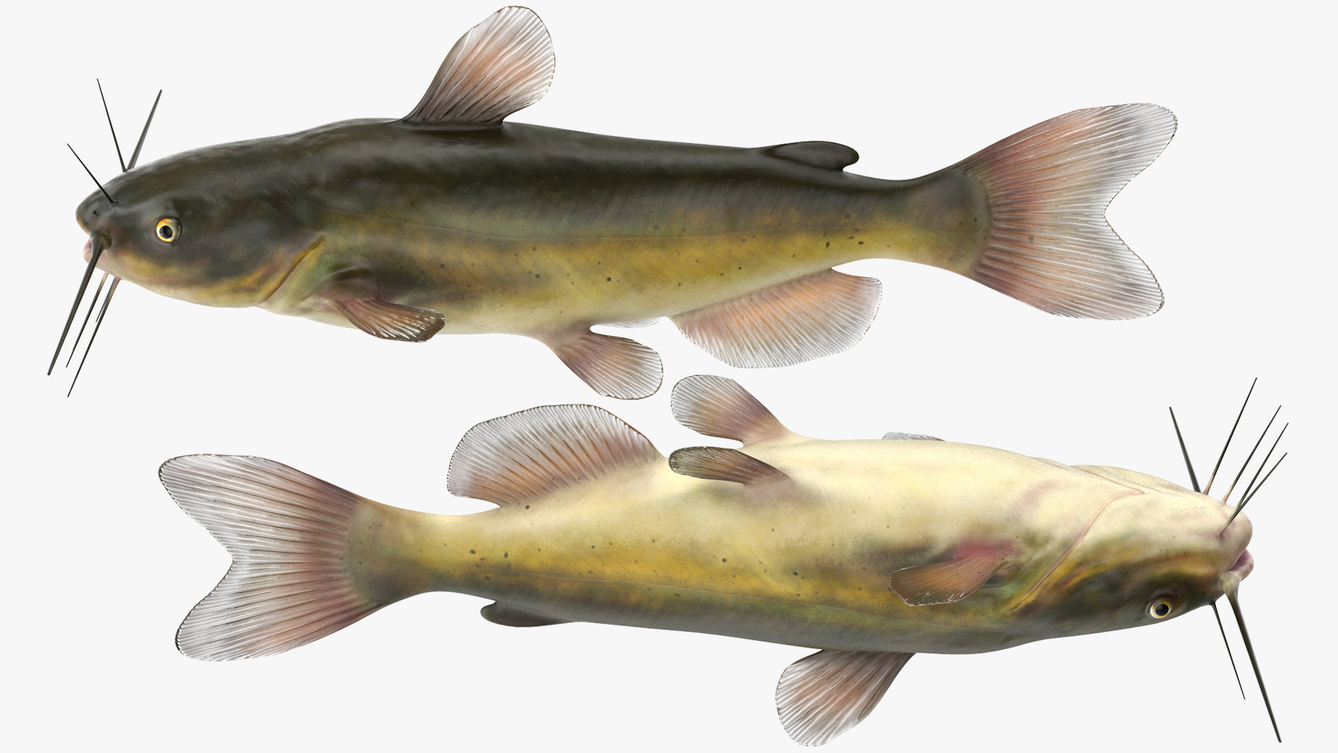 3D model Channel Catfish Ictalurus Punctatus