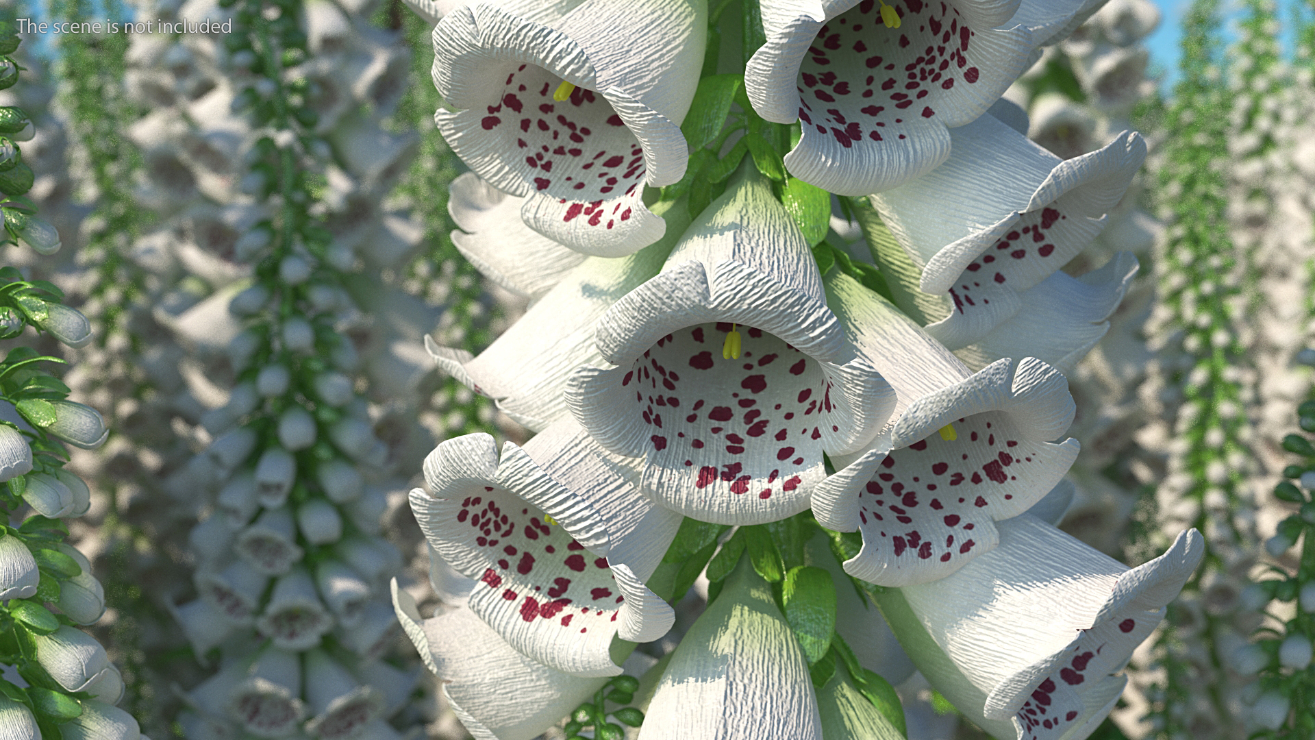 3D White Foxglove Flower