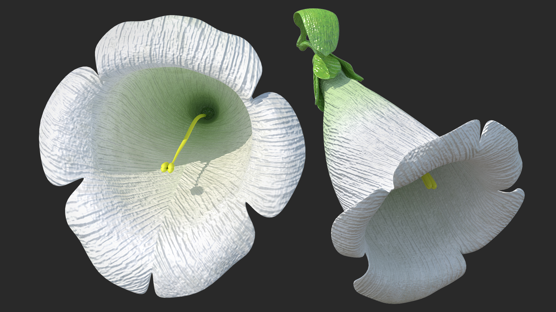 3D White Foxglove Flower