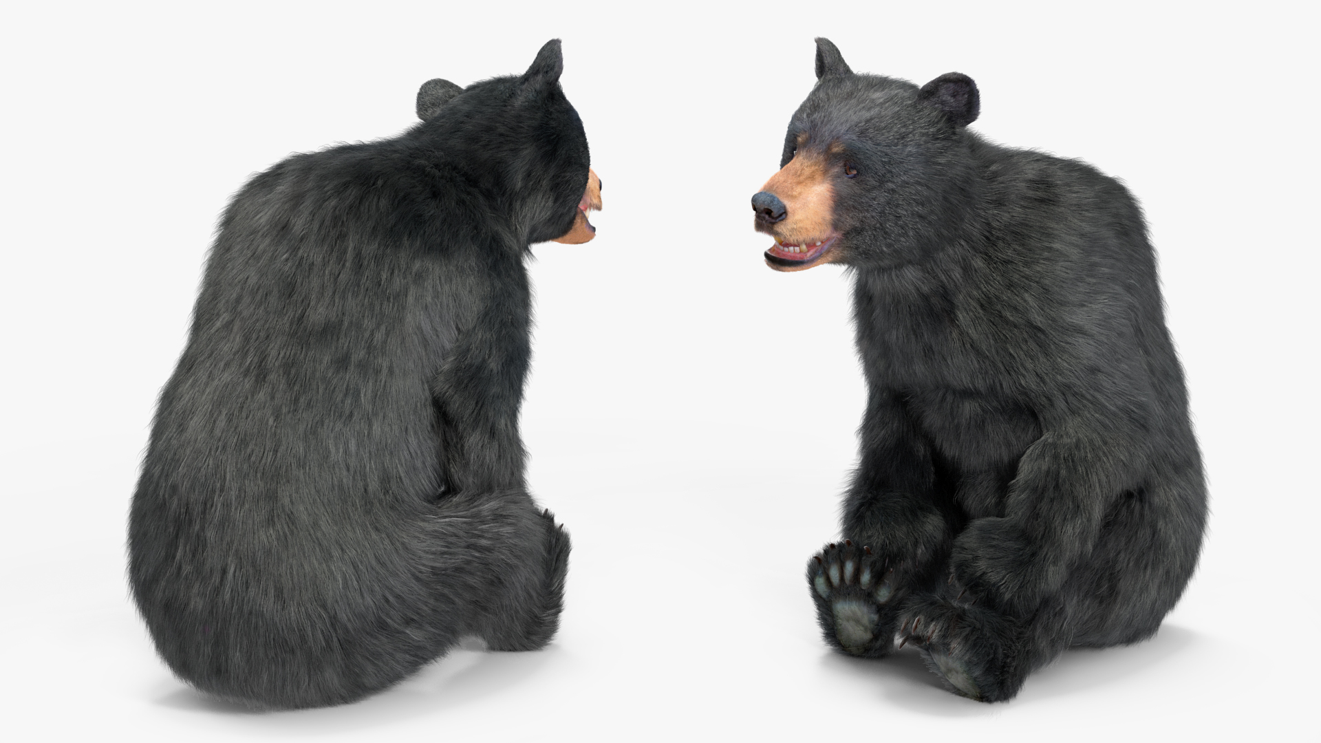 Young Black Bear Fur Rigged 3D