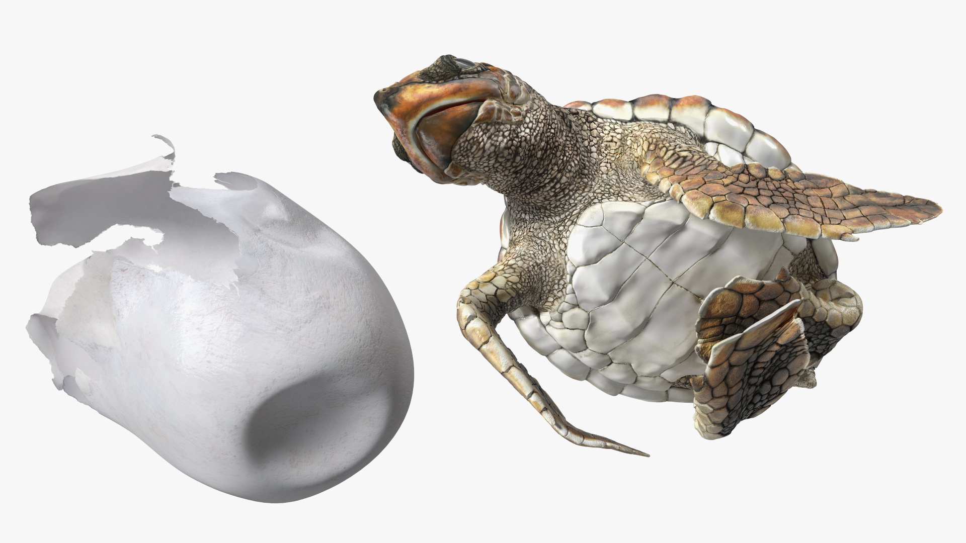 3D Brown Sea Turtle Hatching from the Egg model