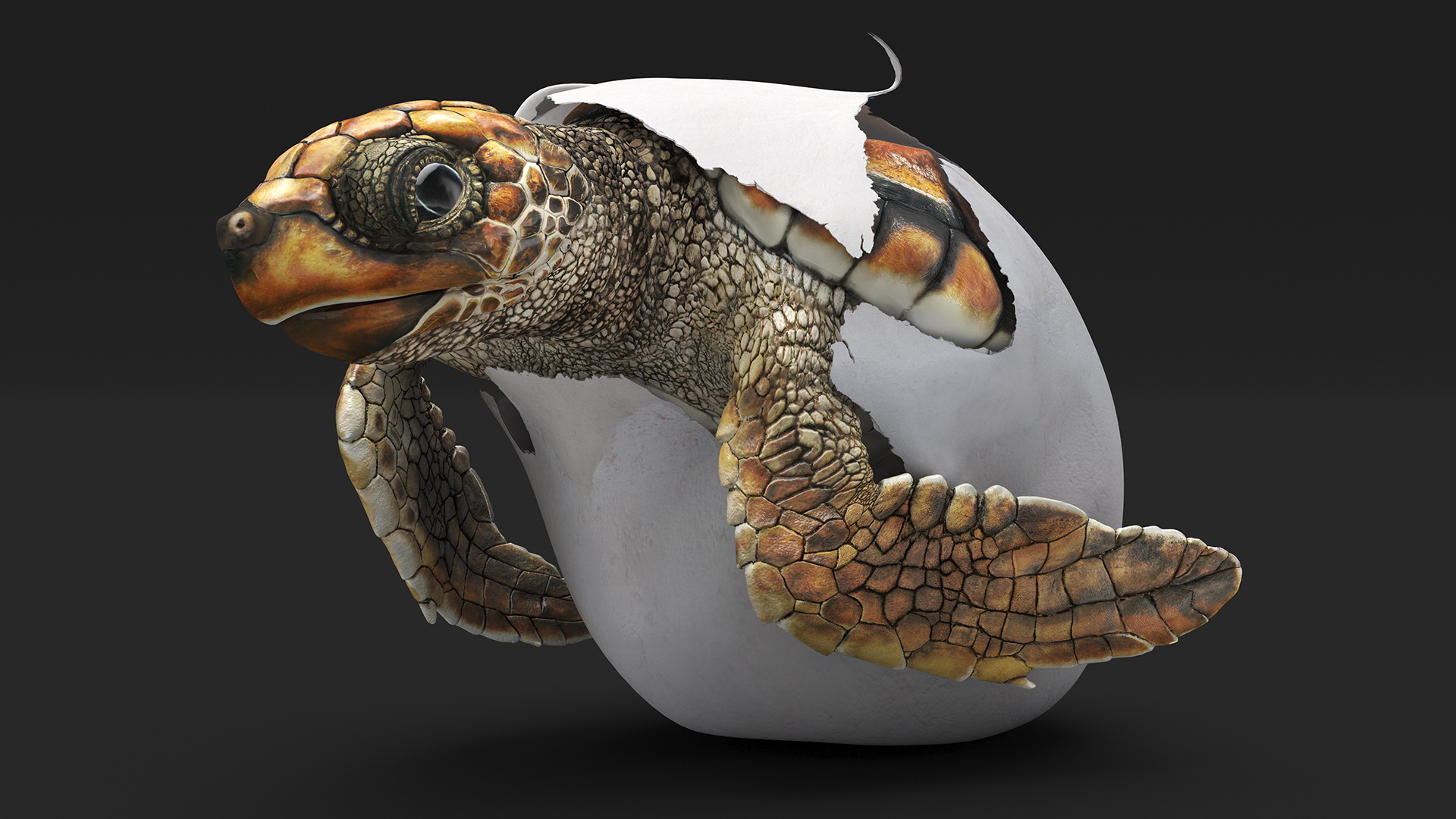 3D Brown Sea Turtle Hatching from the Egg model