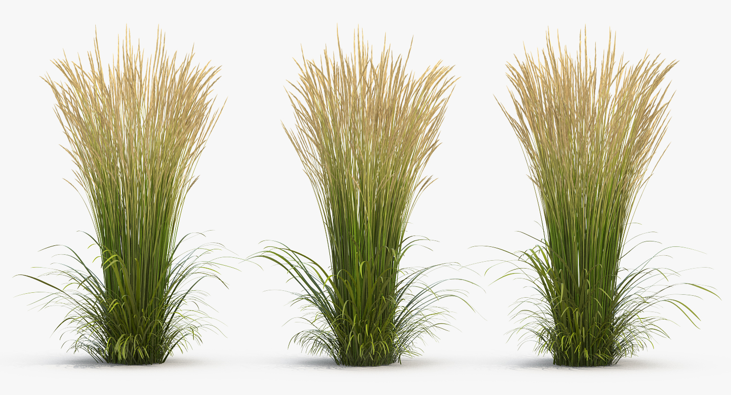 3D model Decorative Grass Karl Foerster