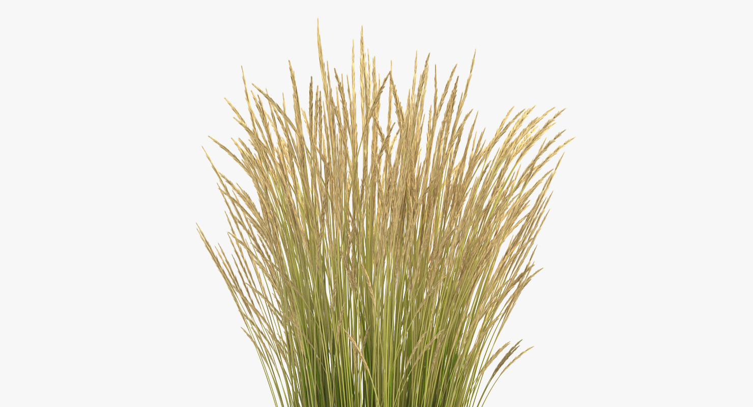 3D model Decorative Grass Karl Foerster