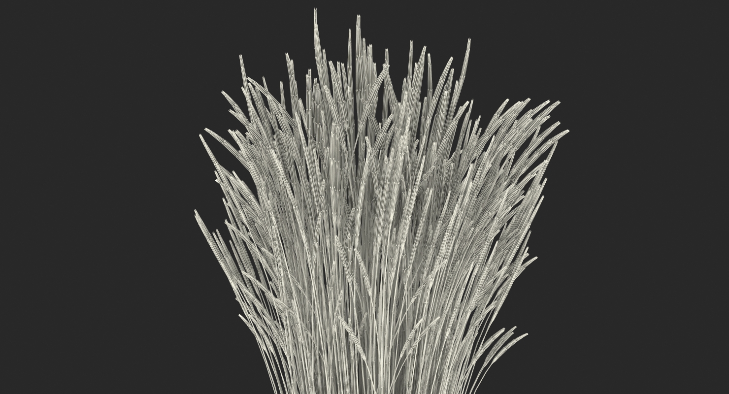 3D model Decorative Grass Karl Foerster