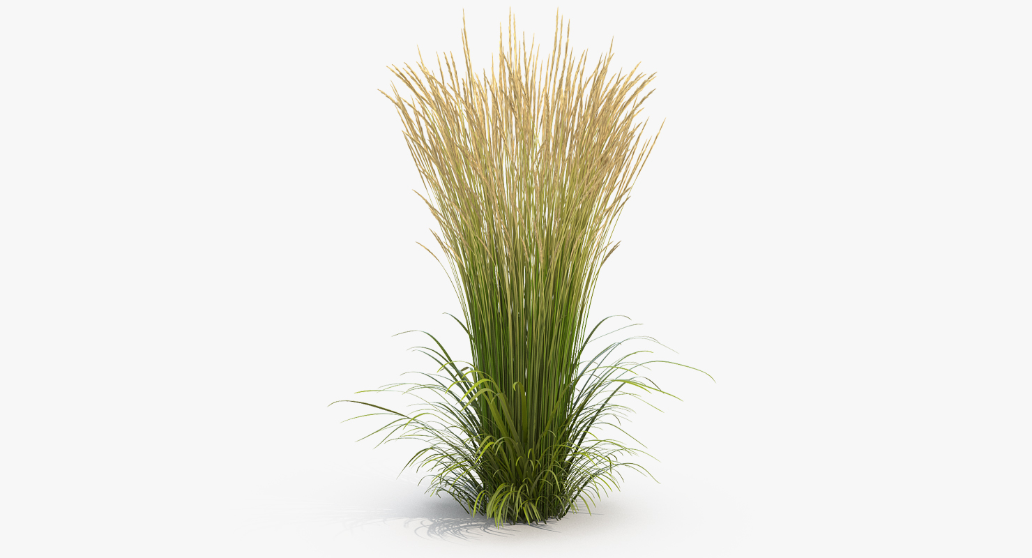 3D model Decorative Grass Karl Foerster