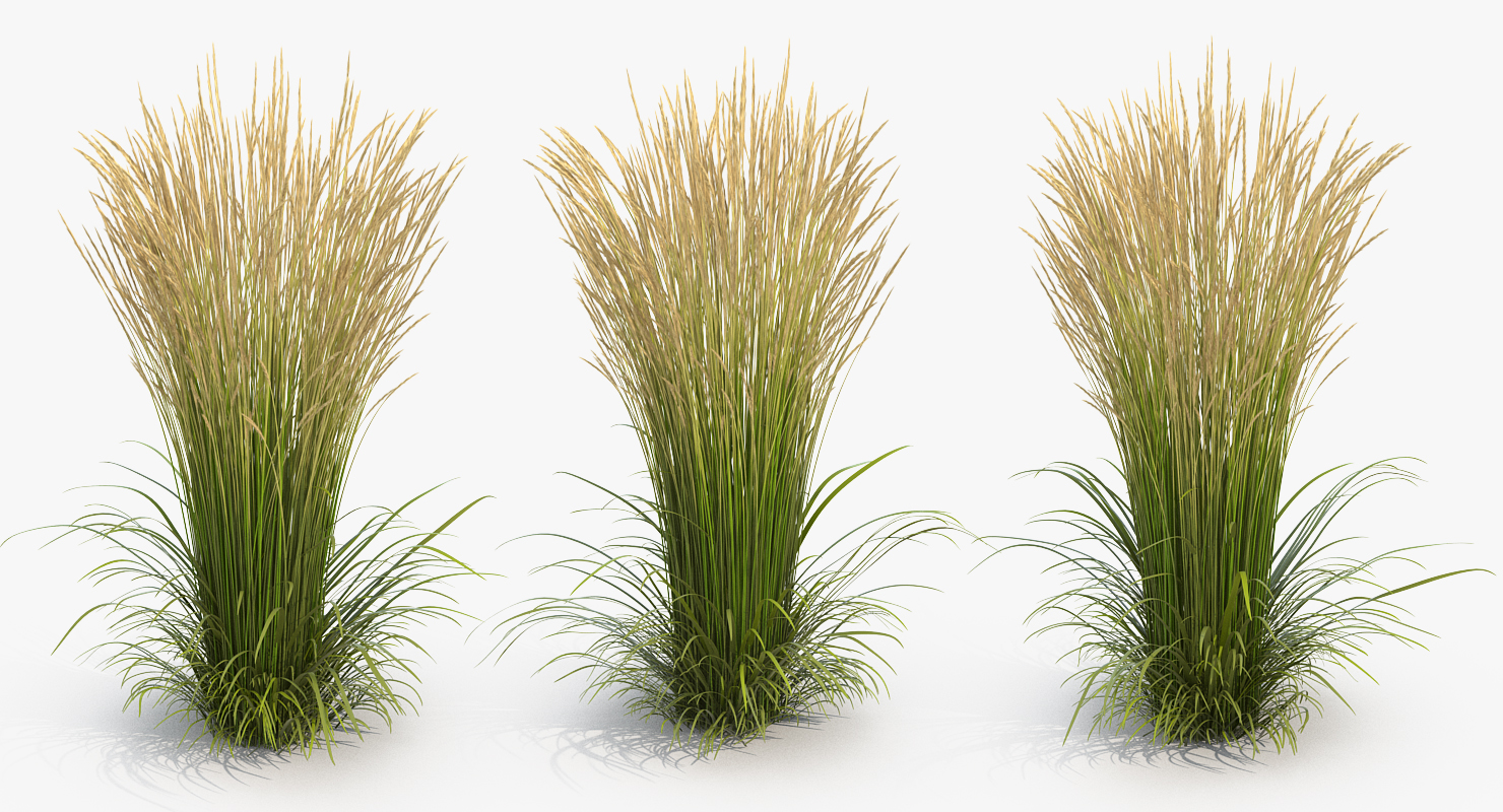 3D model Decorative Grass Karl Foerster