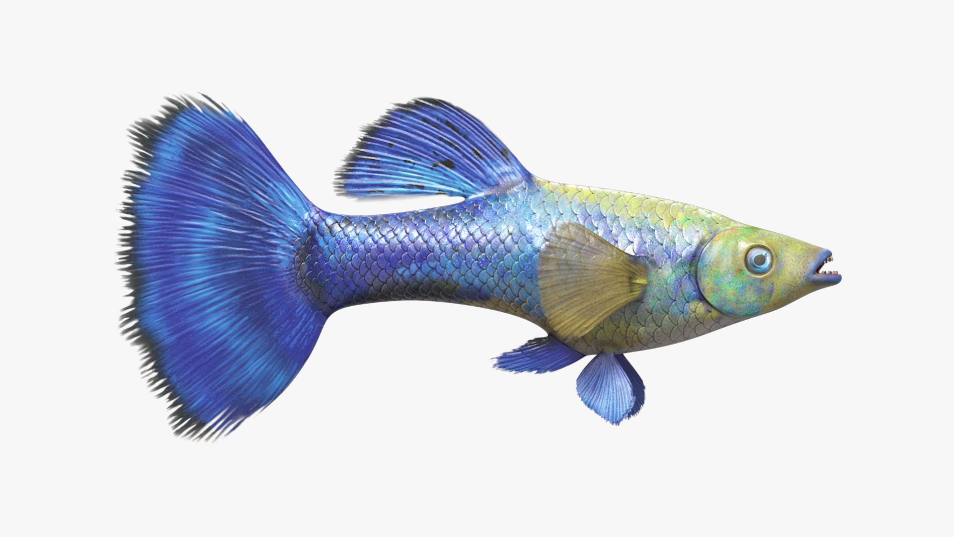 3D Guppy Fish Blue Diamond model