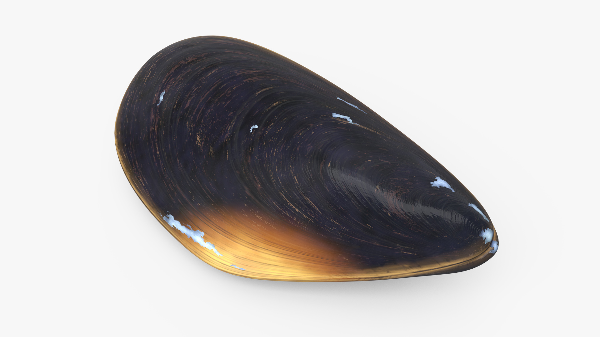 Closed Mussel Shell 3D model