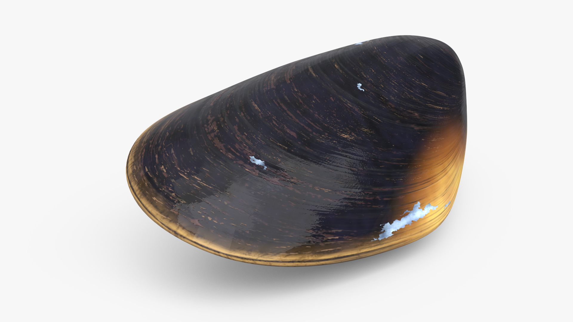 Closed Mussel Shell 3D model