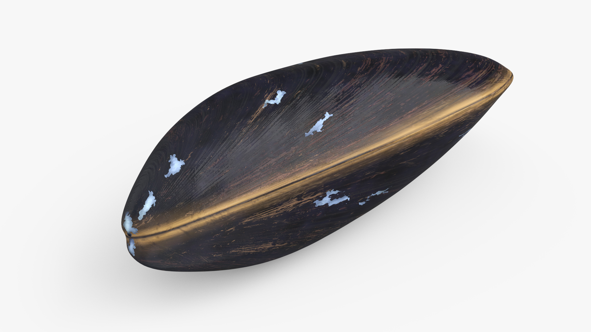 Closed Mussel Shell 3D model