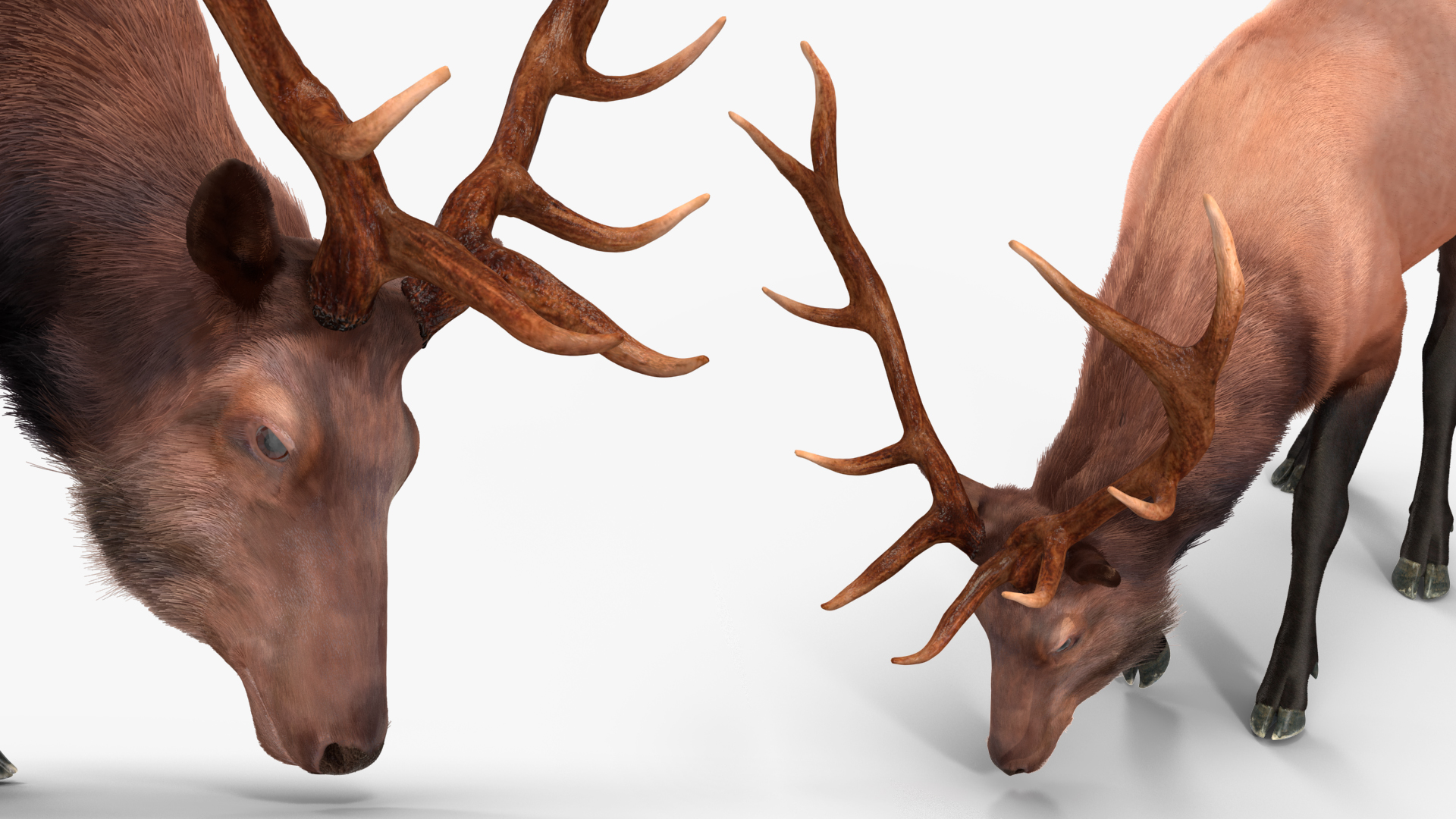 Realistic Elk Rigged with Fur 3D model