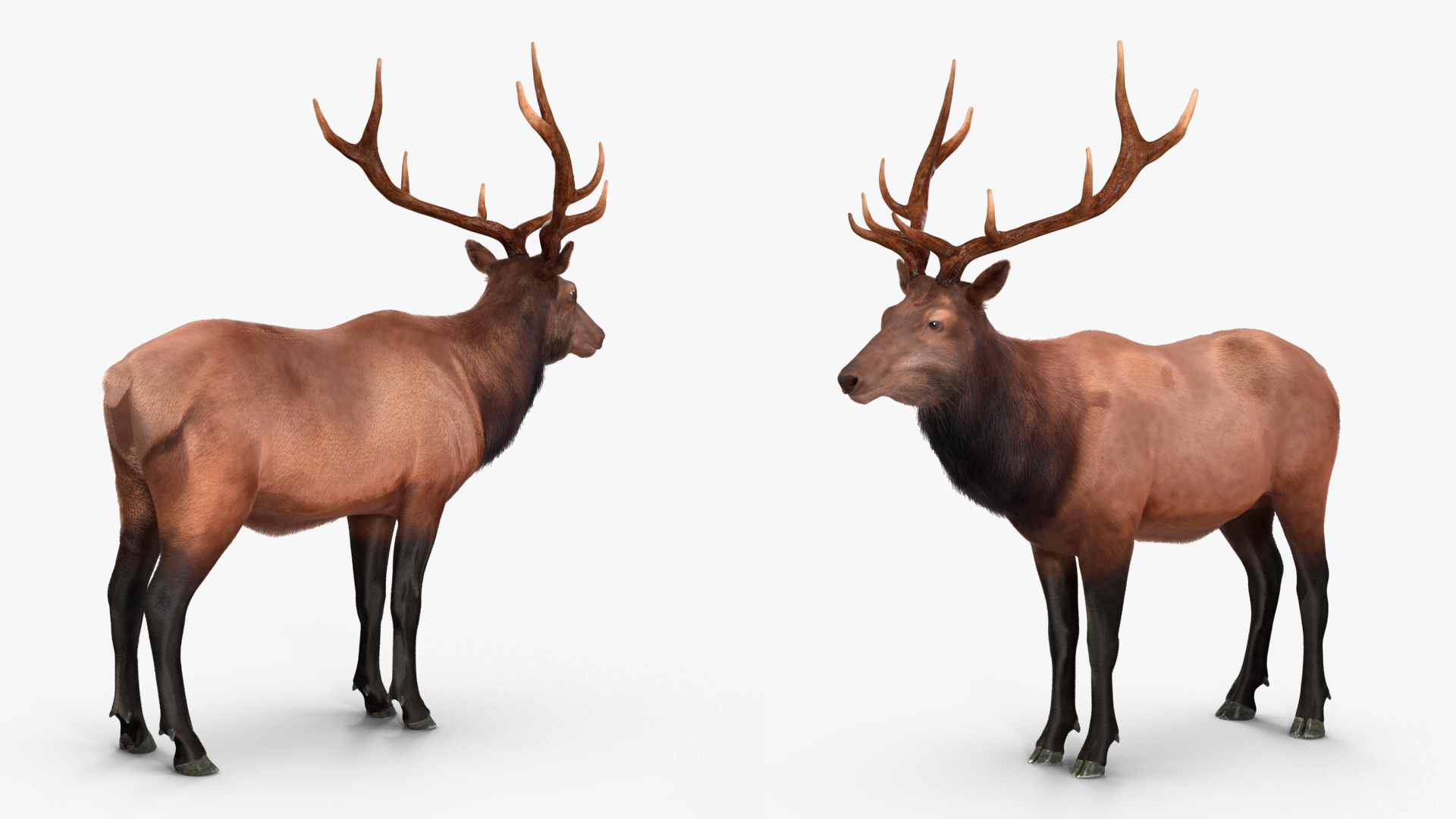 Realistic Elk Rigged with Fur 3D model