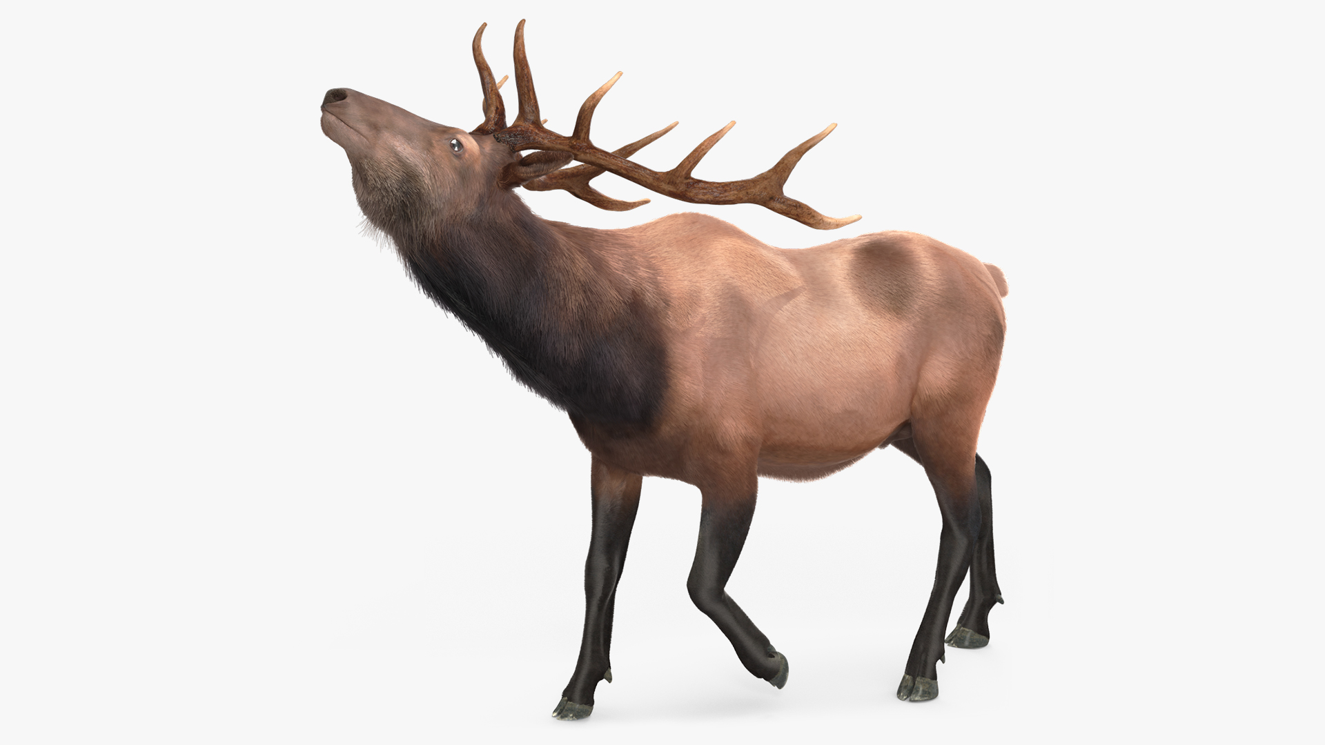 Realistic Elk Rigged with Fur 3D model