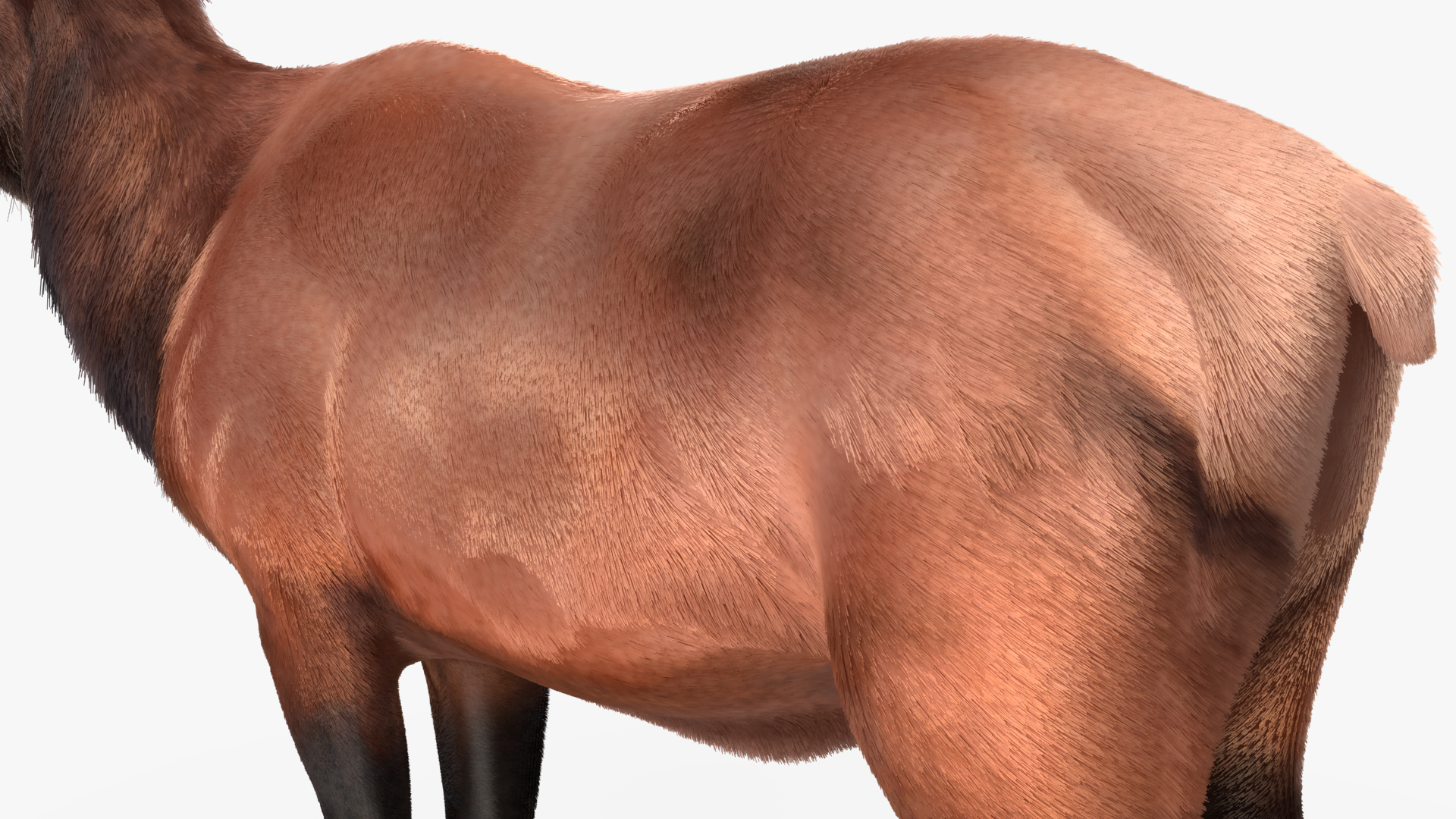 Realistic Elk Rigged with Fur 3D model