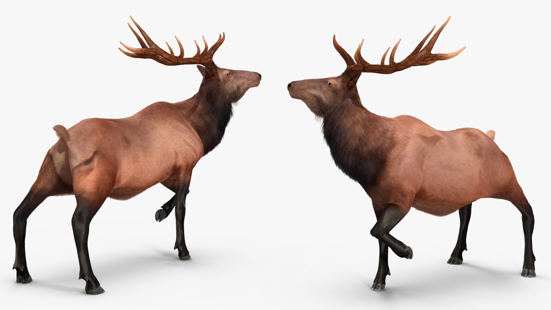 Realistic Elk Rigged with Fur 3D model