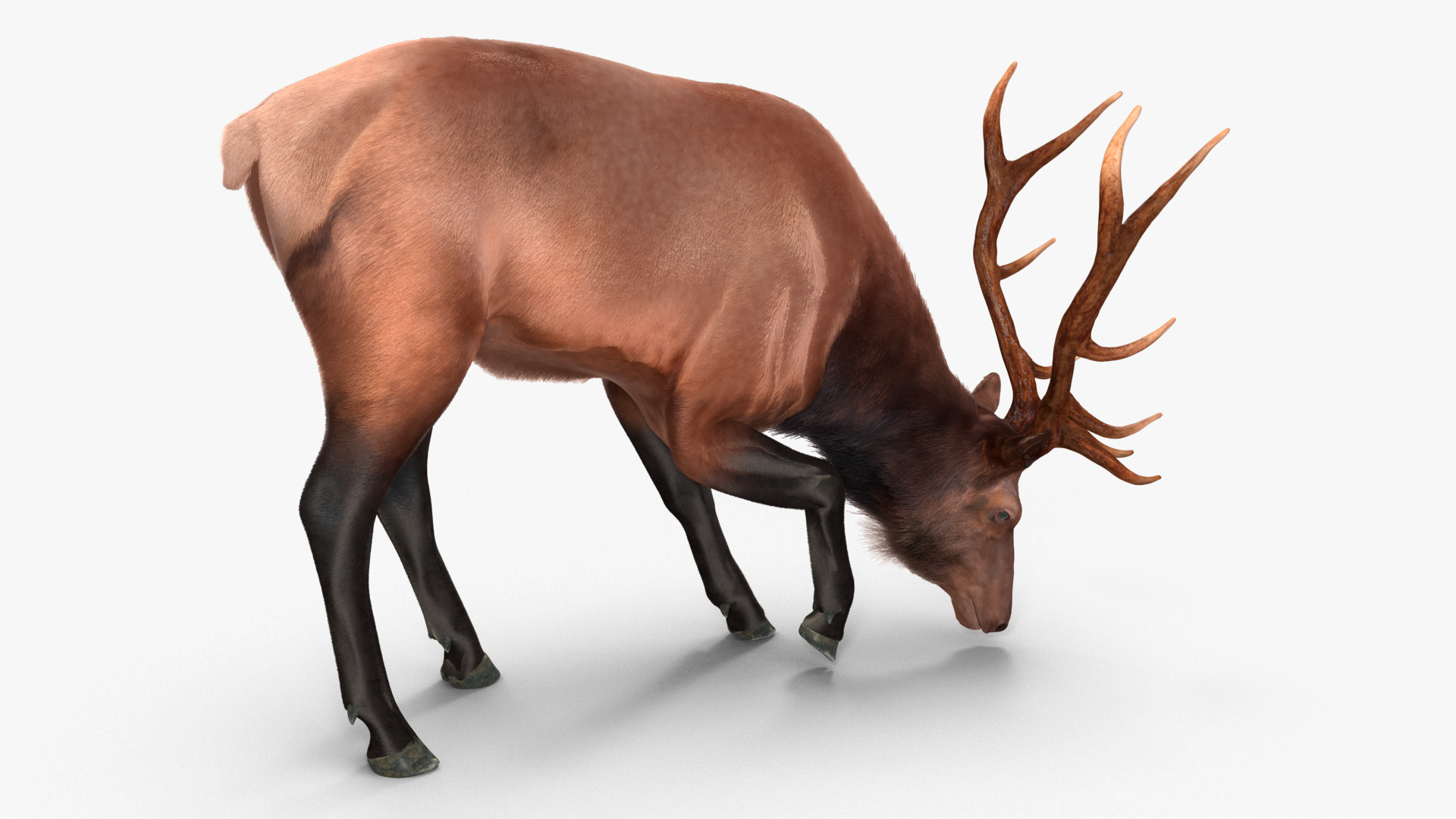 Realistic Elk Rigged with Fur 3D model