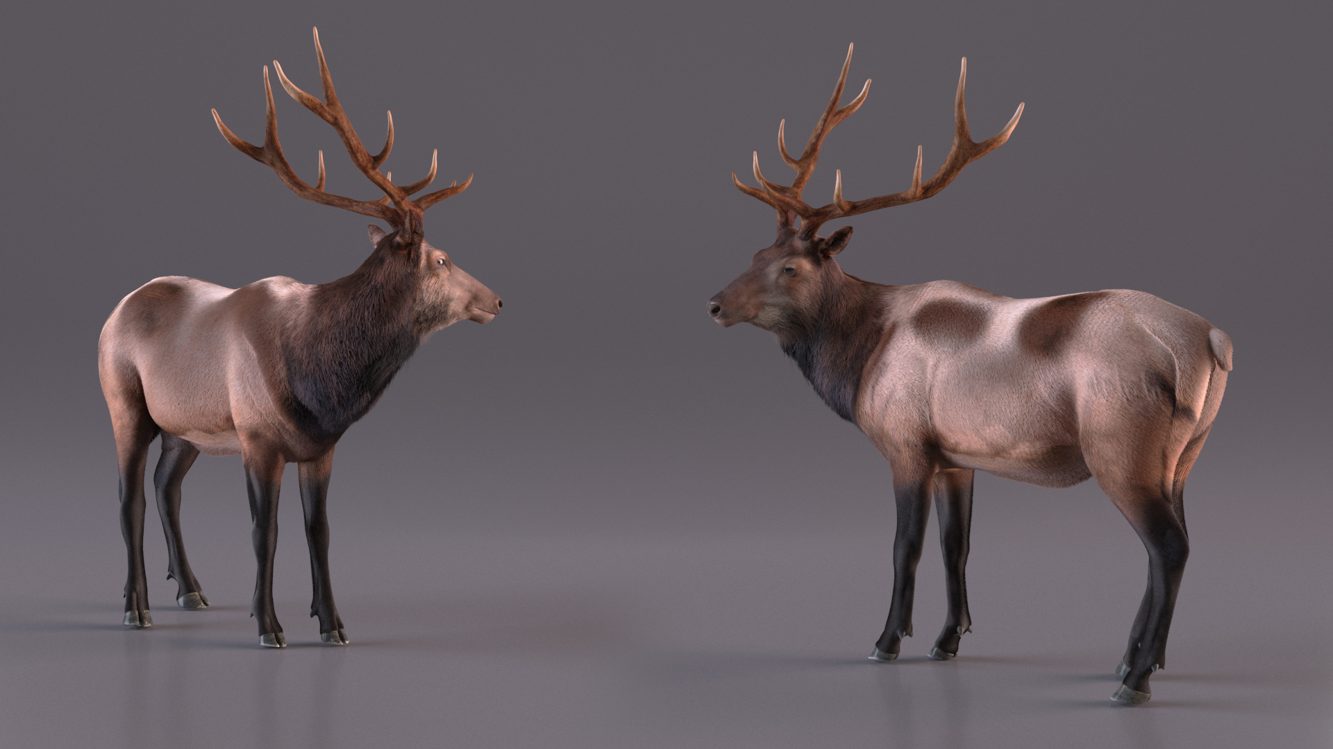 Realistic Elk Rigged with Fur 3D model