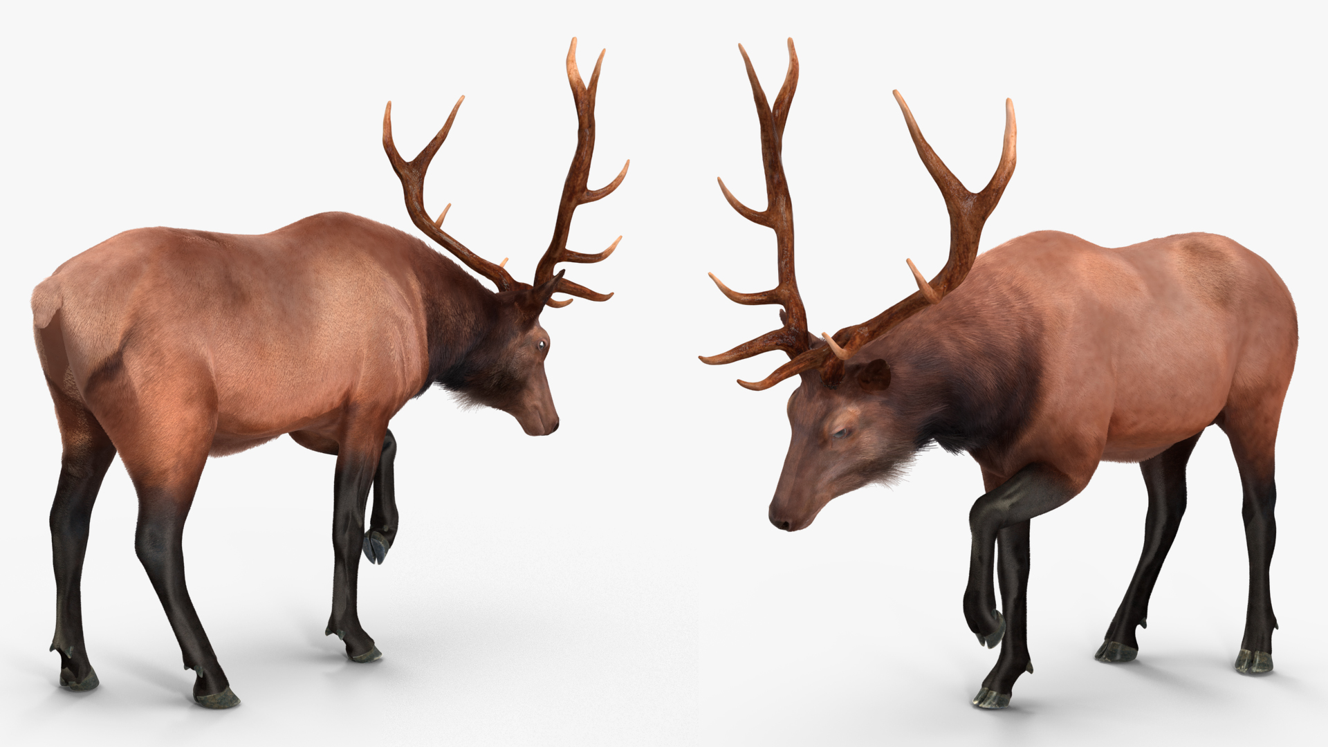 Realistic Elk Rigged with Fur 3D model