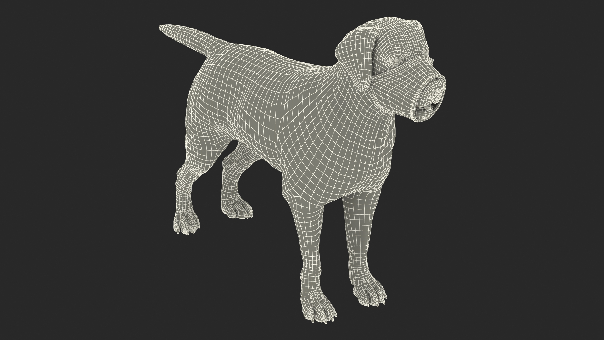 3D model Labrador with Nylon Dog Muzzle