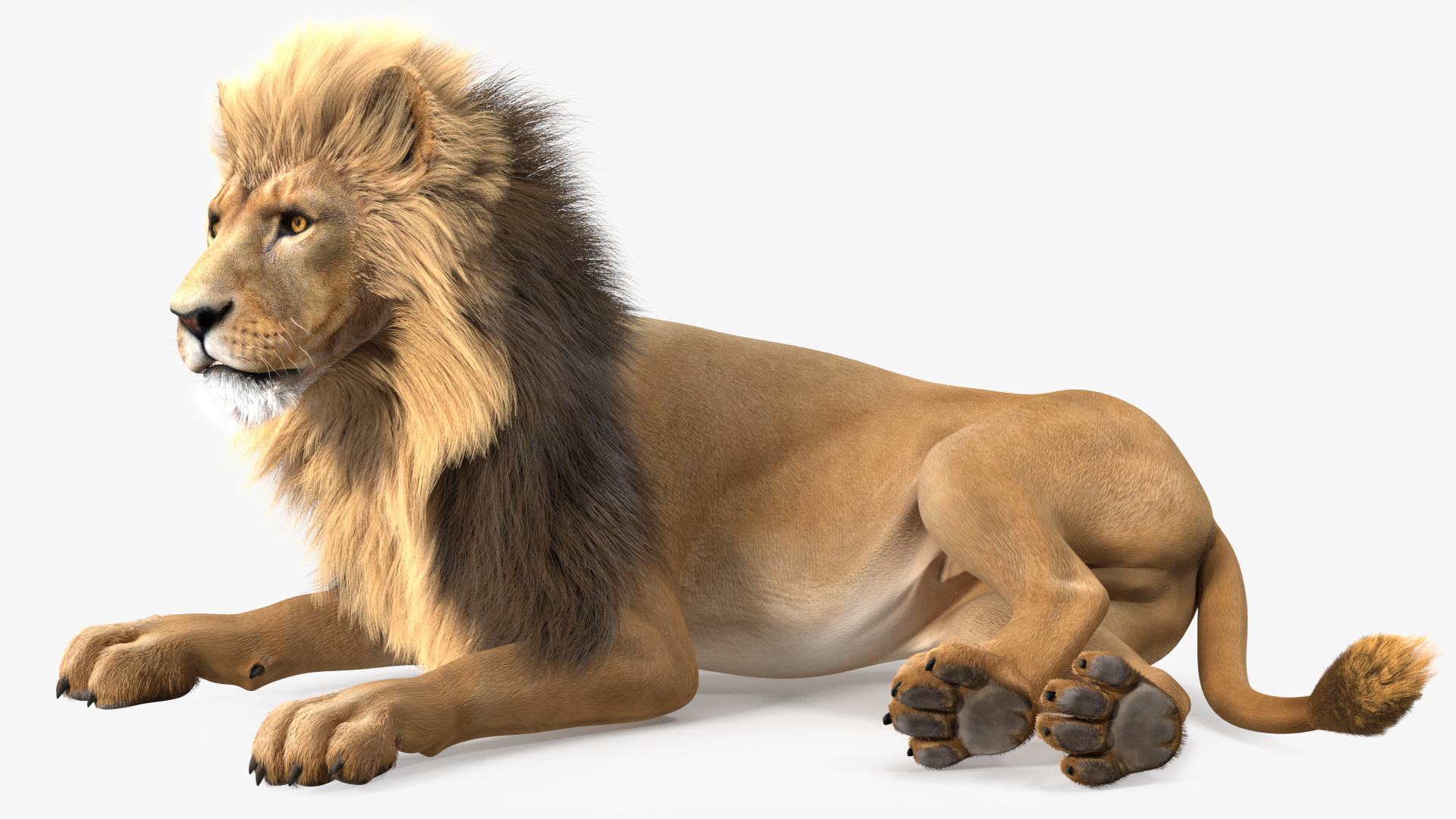 3D model Male Lion Fur Rigged