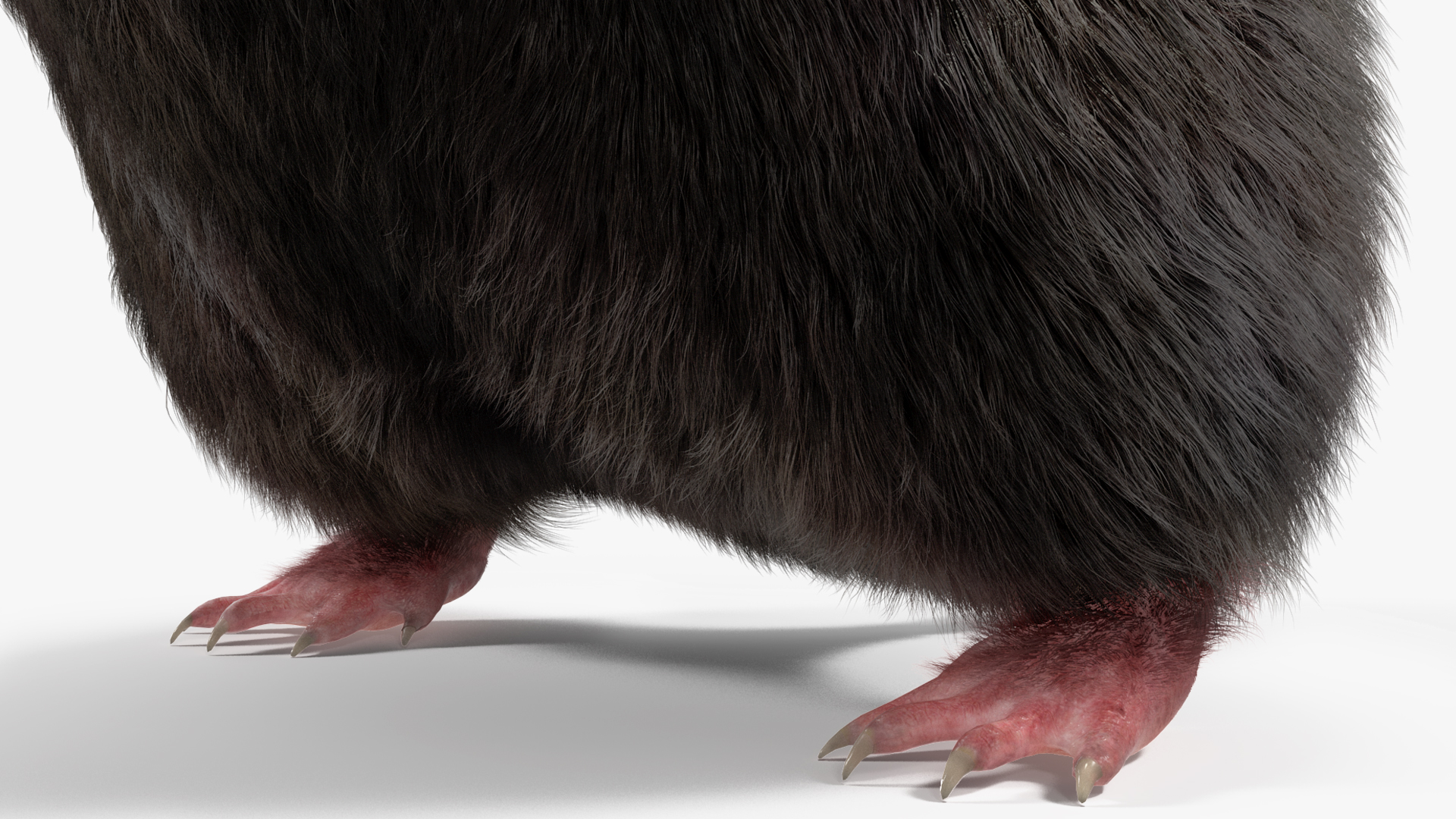 3D Burrowing Mole Fur model