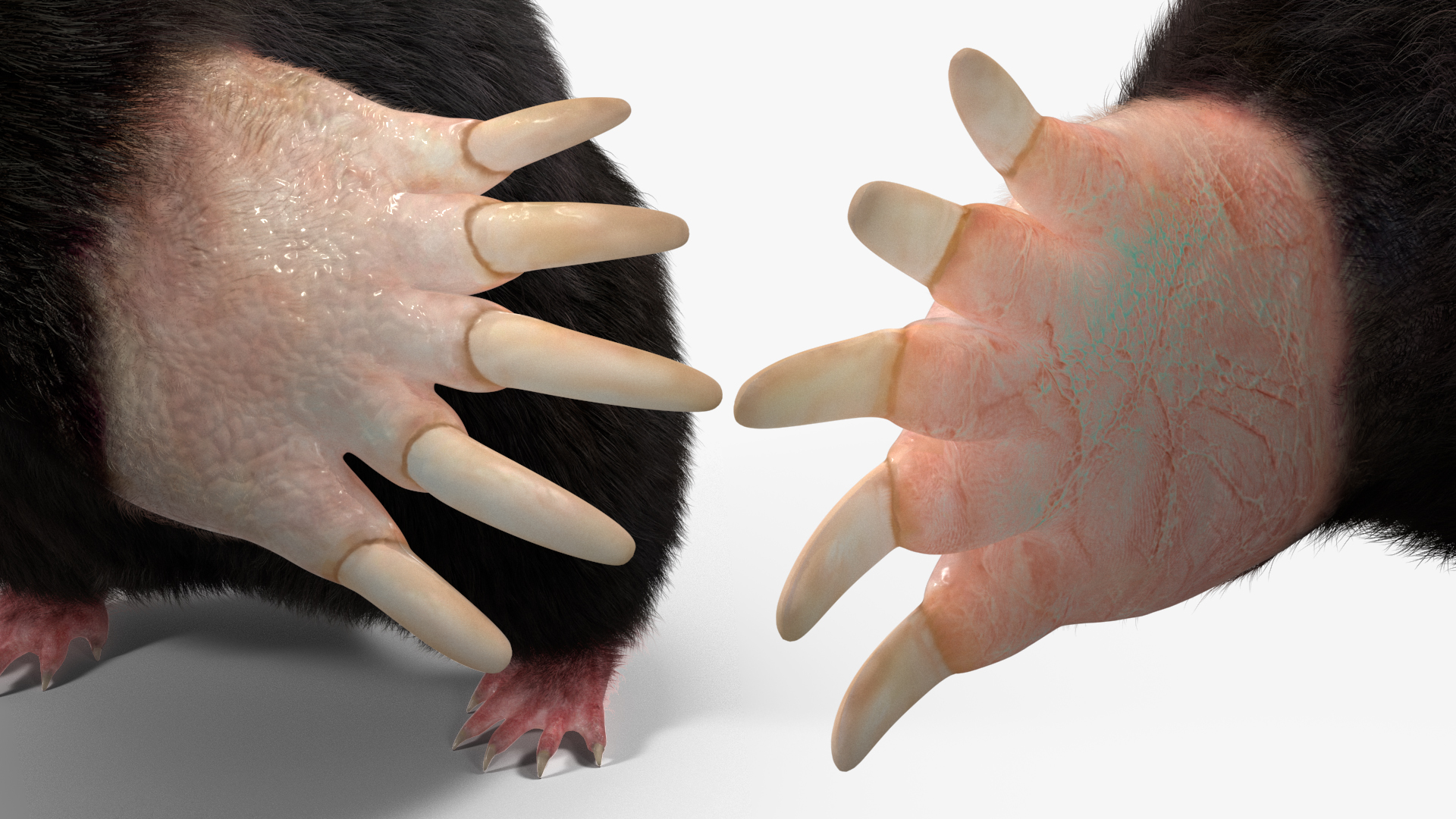 3D Burrowing Mole Fur model