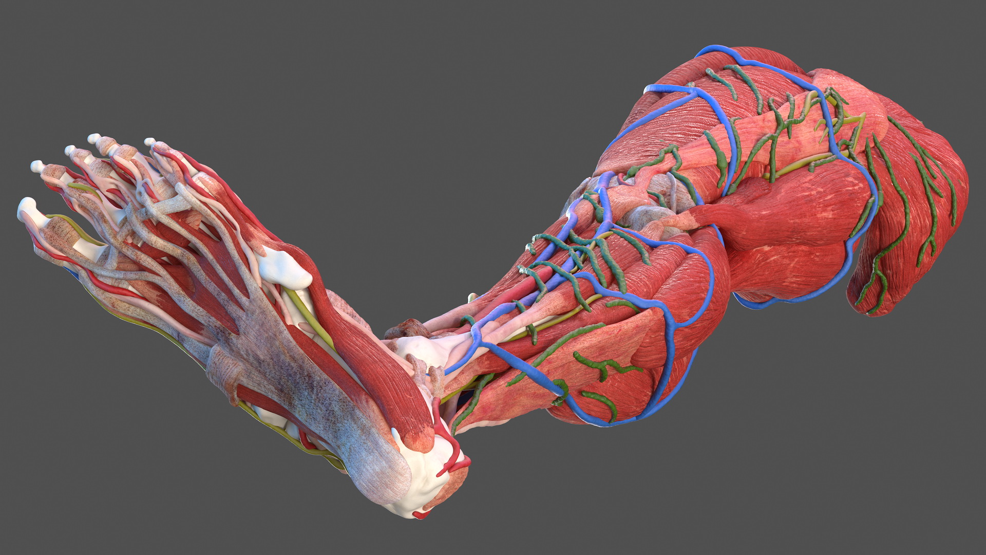 3D model Male Leg Full Anatomy and Skin