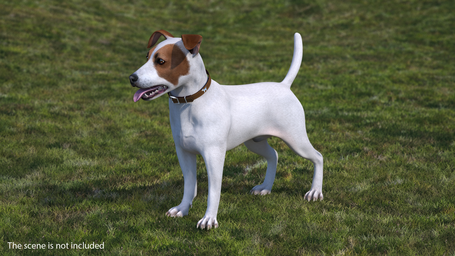 3D Jack Russell Terrier White Attention Pose