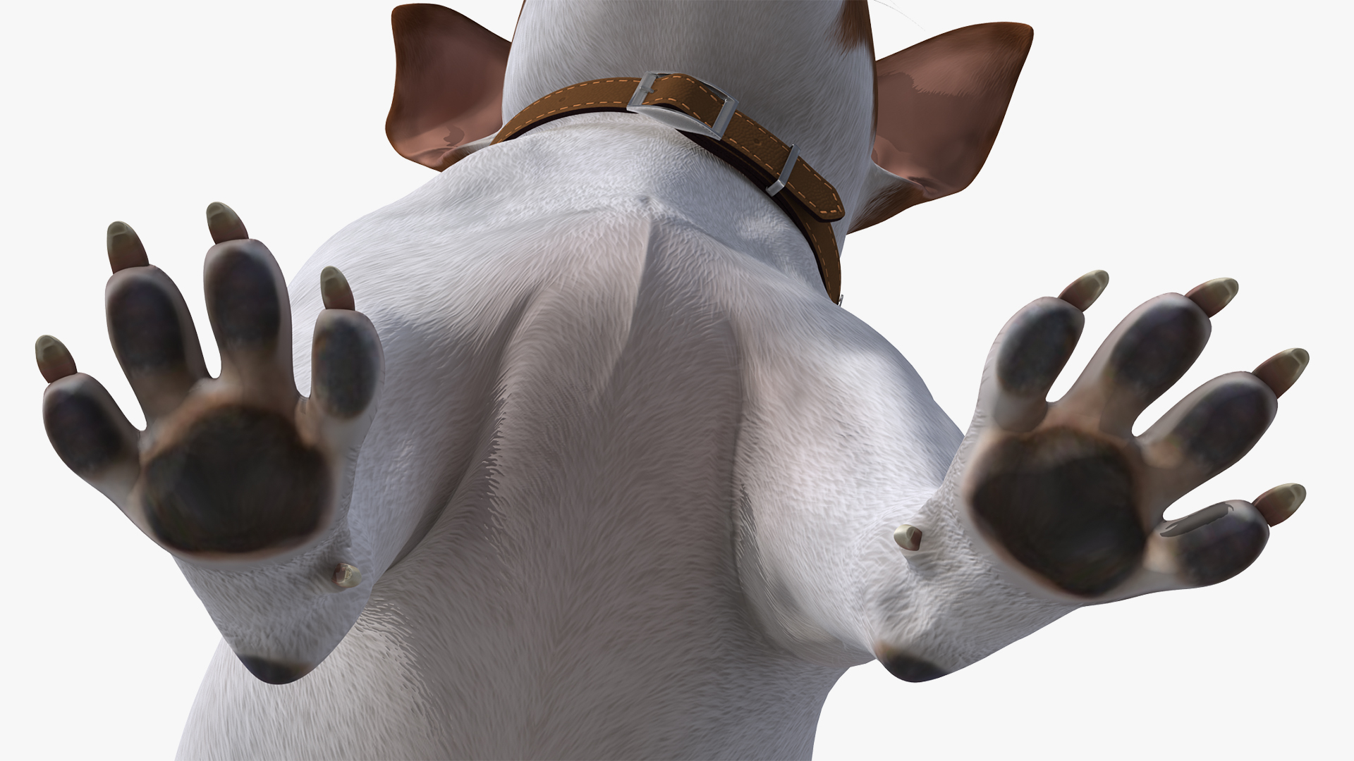 3D Jack Russell Terrier White Attention Pose