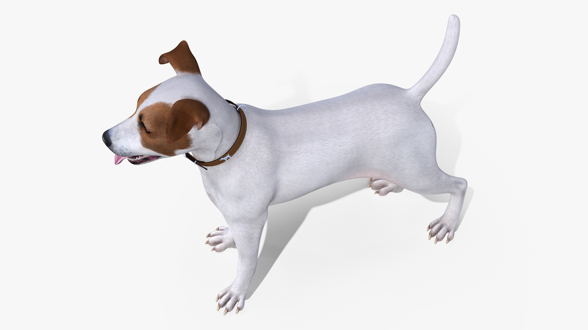 3D Jack Russell Terrier White Attention Pose